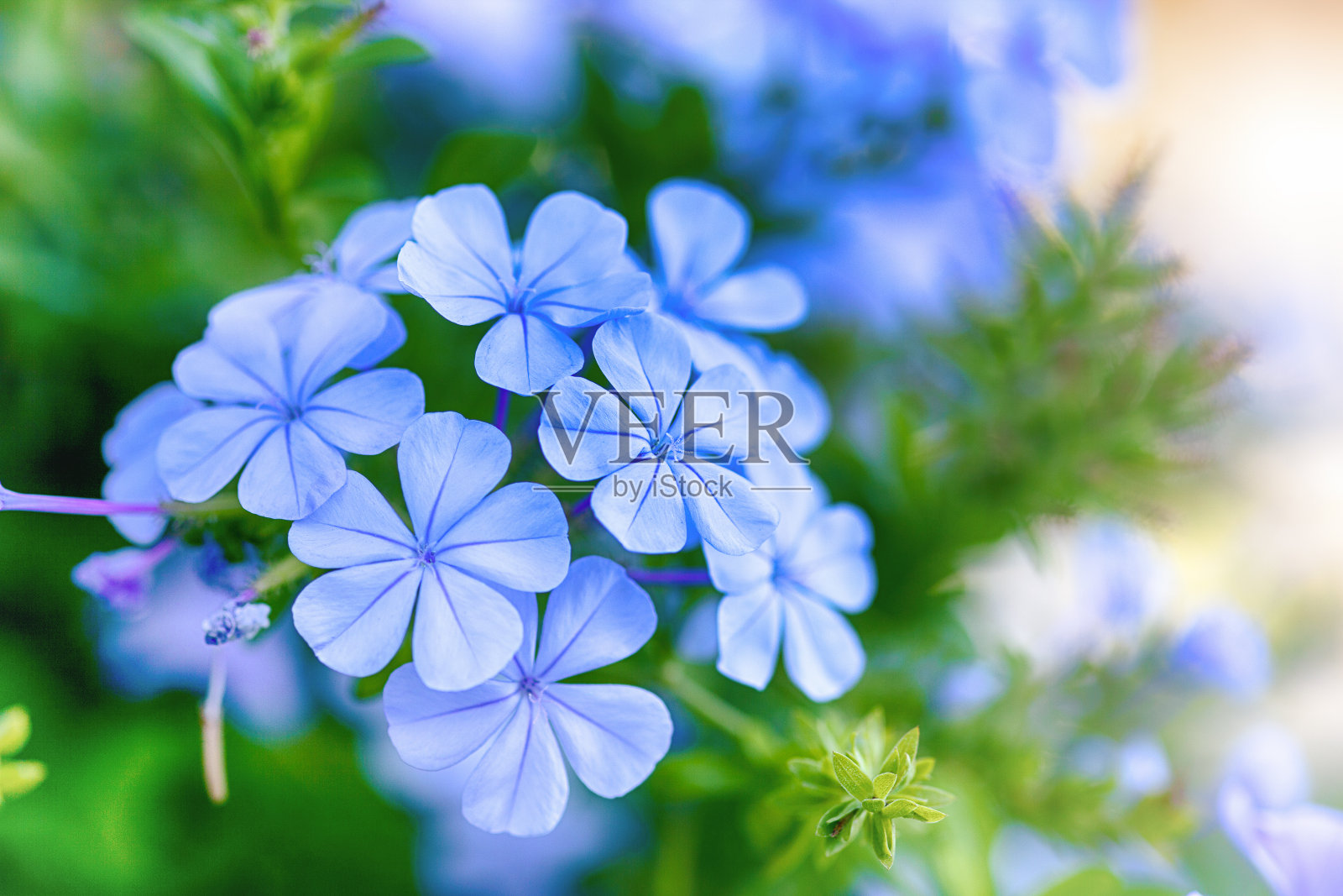 大自然中美丽的蓝色花朵。照片摄影图片