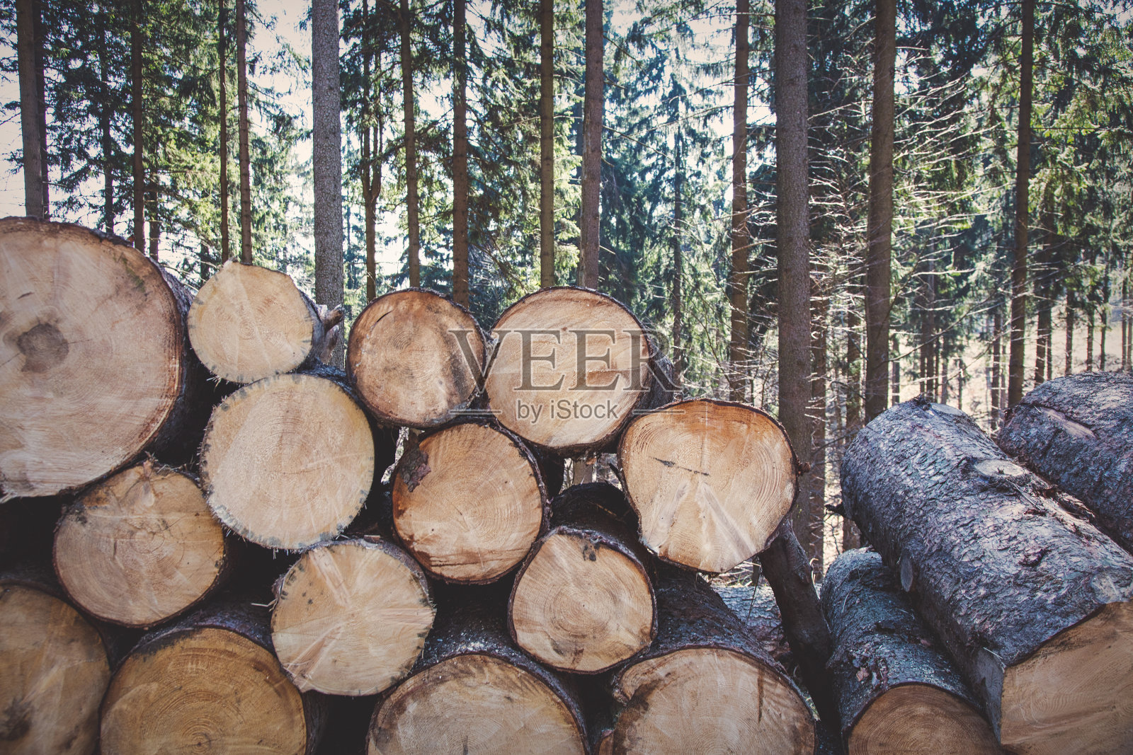 锯过的木头躺在森林里照片摄影图片