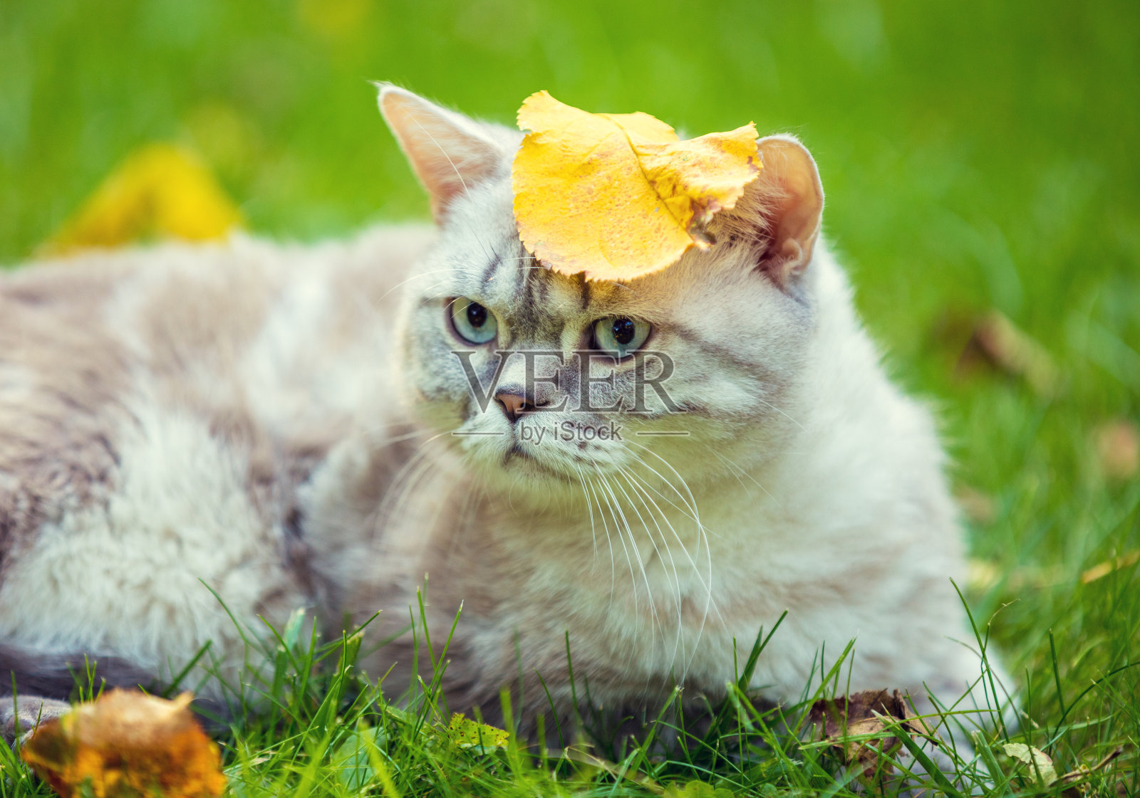 一只头上有叶子的猫的肖像。秋天，猫躺在花园里照片摄影图片