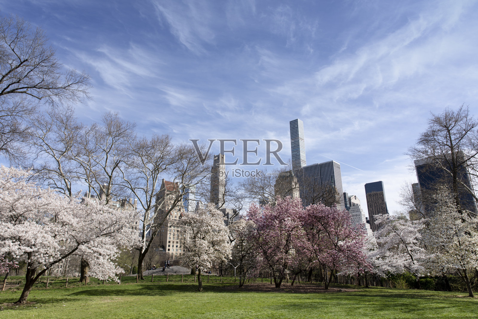 中央公园春暖花开照片摄影图片