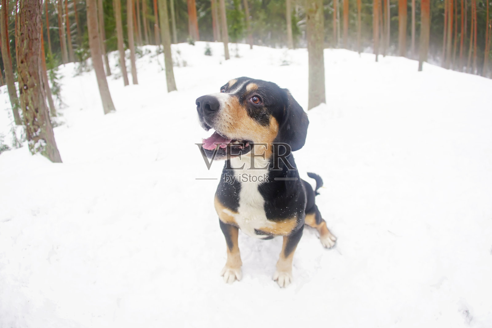 快乐的恩特勒布赫山狗坐在户外的雪地上在冬天的森林。广角视图照片摄影图片