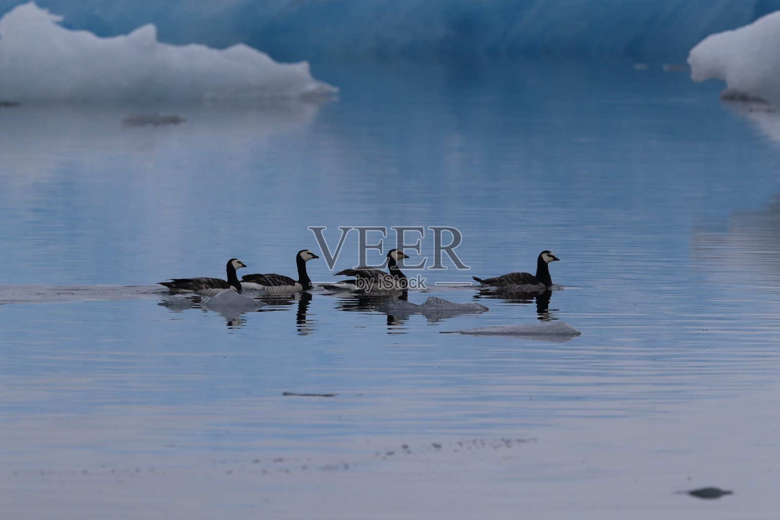 冰岛Jokulsarlon冰川泻湖上的藤壶鹅照片摄影图片