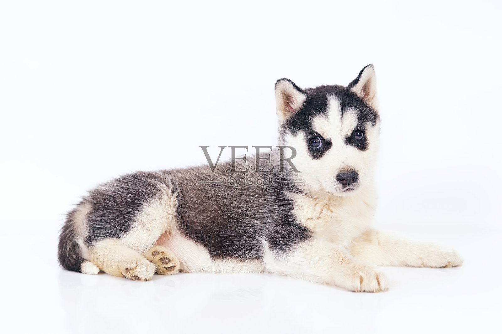 可爱的黑色和白色西伯利亚哈士奇小狗与棕色眼睛躺在室内的白色背景照片摄影图片