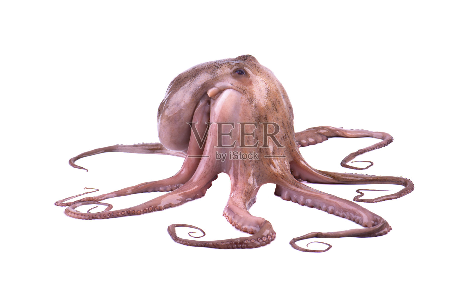 新鲜章鱼孤立在白色背景。新鲜的章鱼触手分离。照片摄影图片