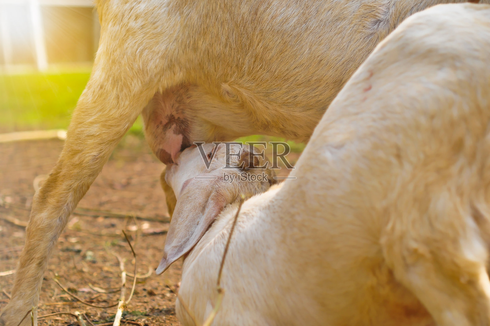 早晨，一只山羊在吮吸奶，一只小山羊在喝妈妈的奶照片摄影图片