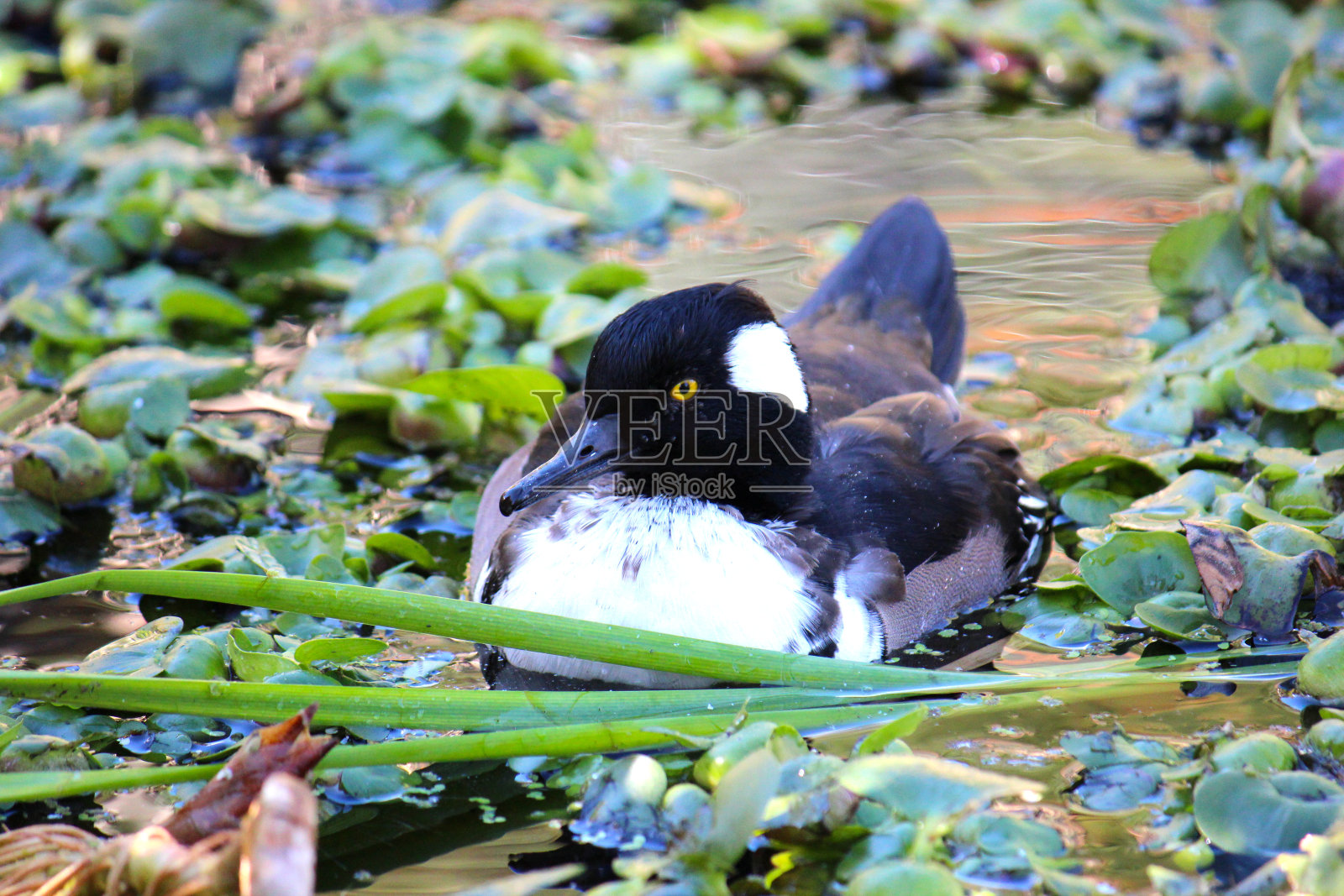 池塘里的黑白鸭子照片摄影图片