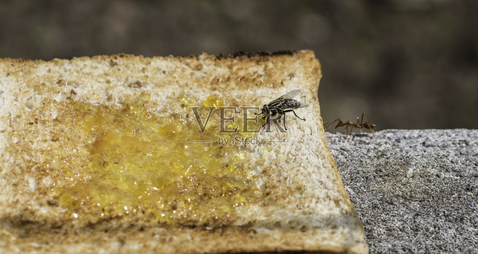 早餐面包和果酱上的昆虫。照片摄影图片