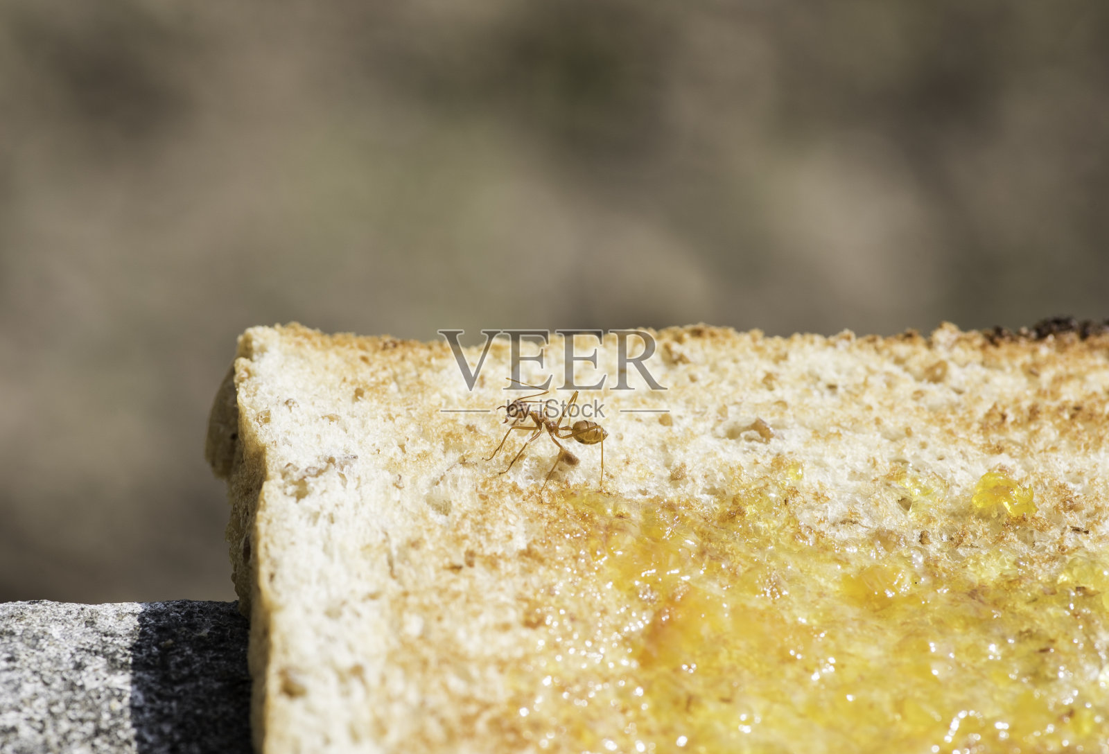 早餐面包和果酱上的昆虫。照片摄影图片