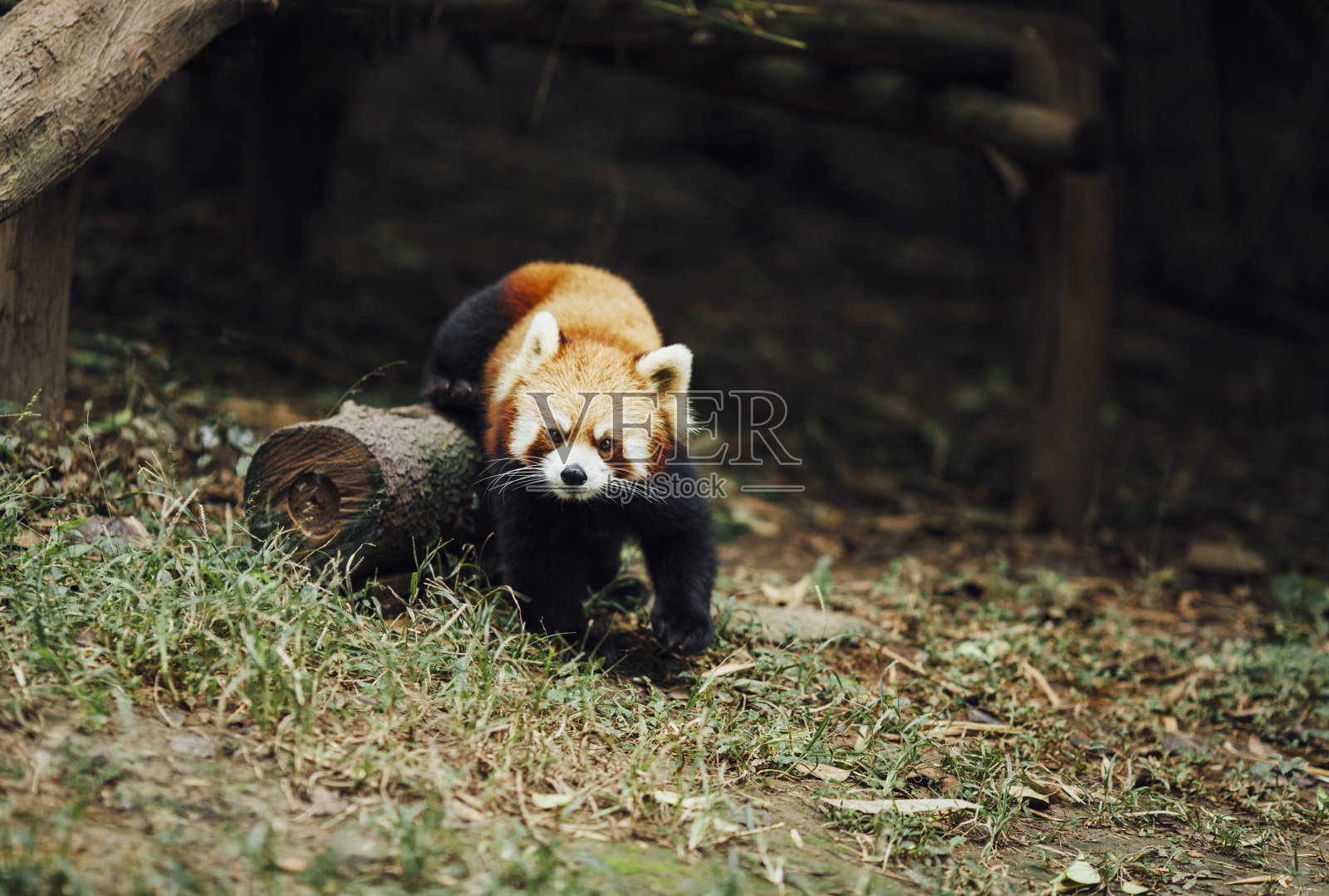 红熊猫照片摄影图片