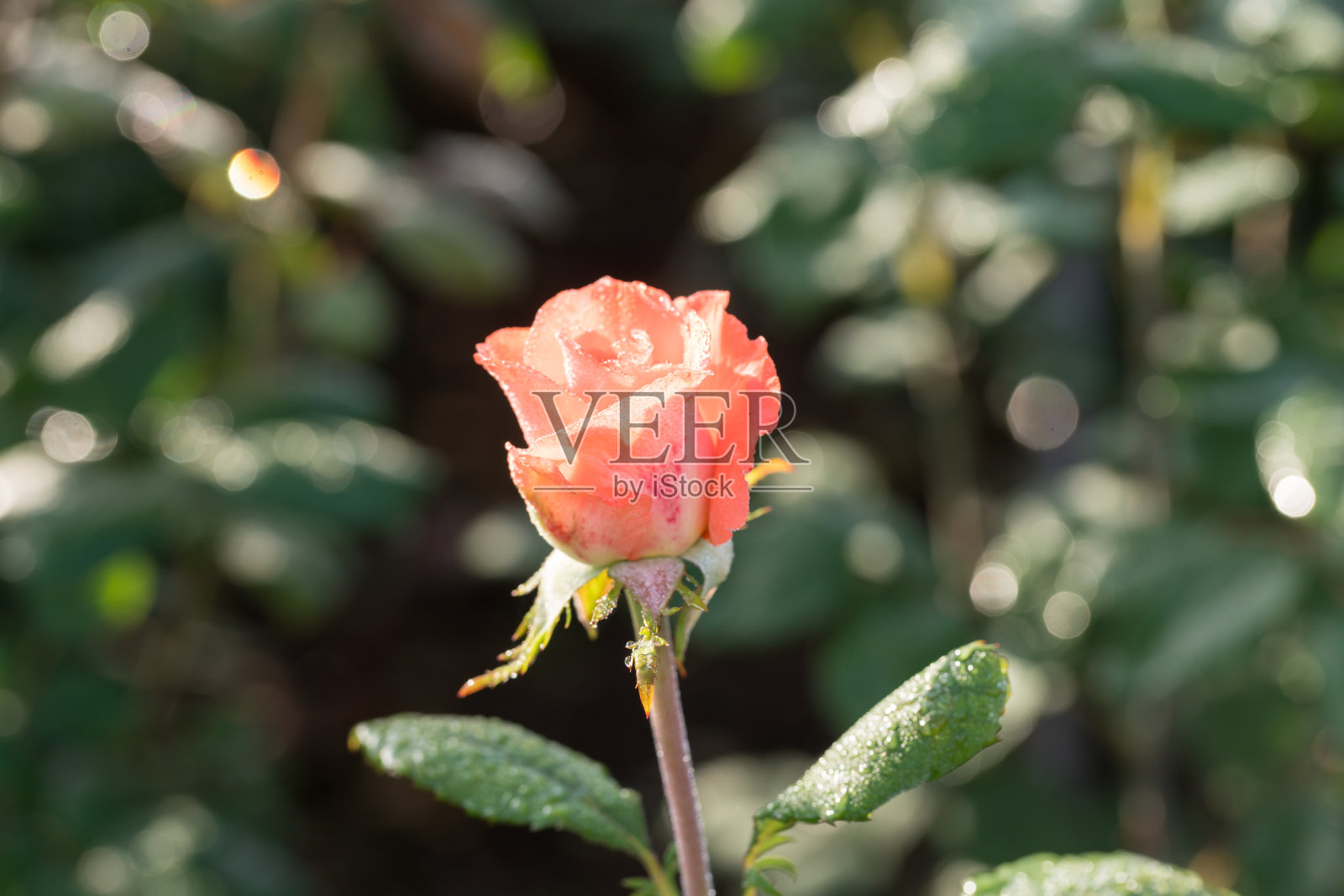橙色的玫瑰在春天盛开照片摄影图片