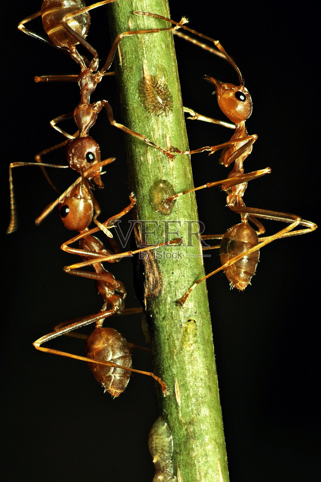 蚂蚁在树枝上说话。照片摄影图片