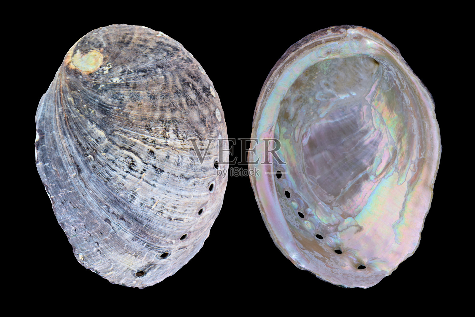 几何鲍鱼海贝太平洋海洋动物壳收集照片摄影图片
