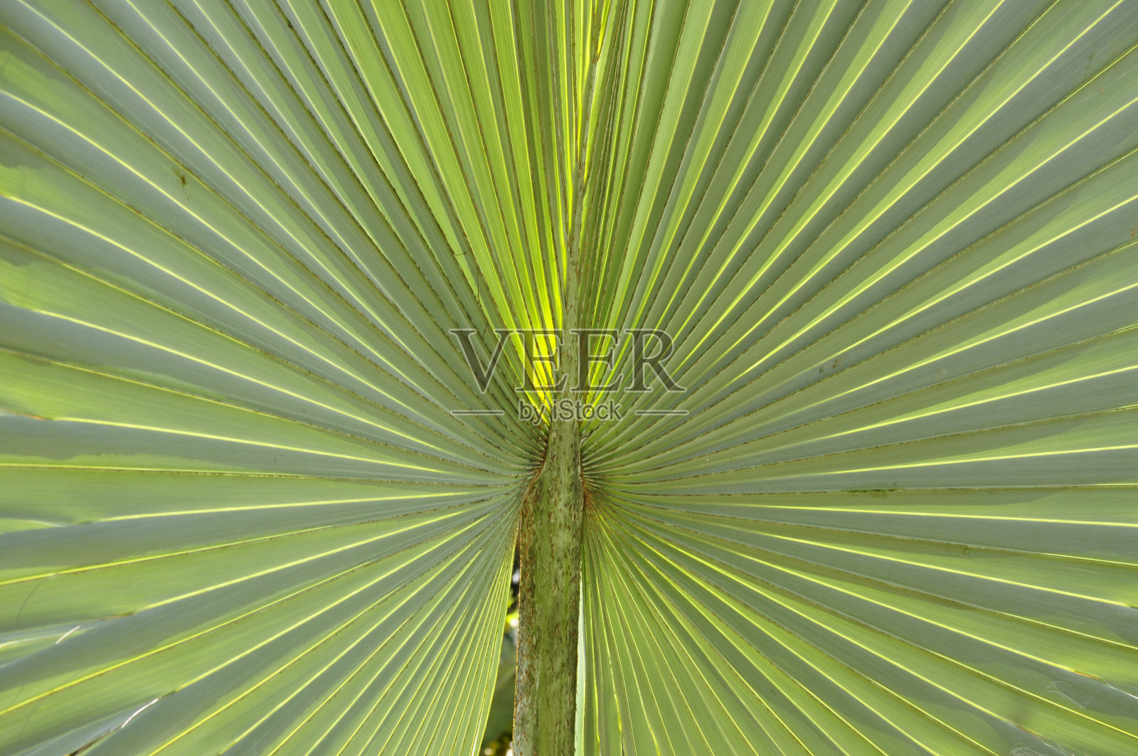 扇棕榈叶照片摄影图片