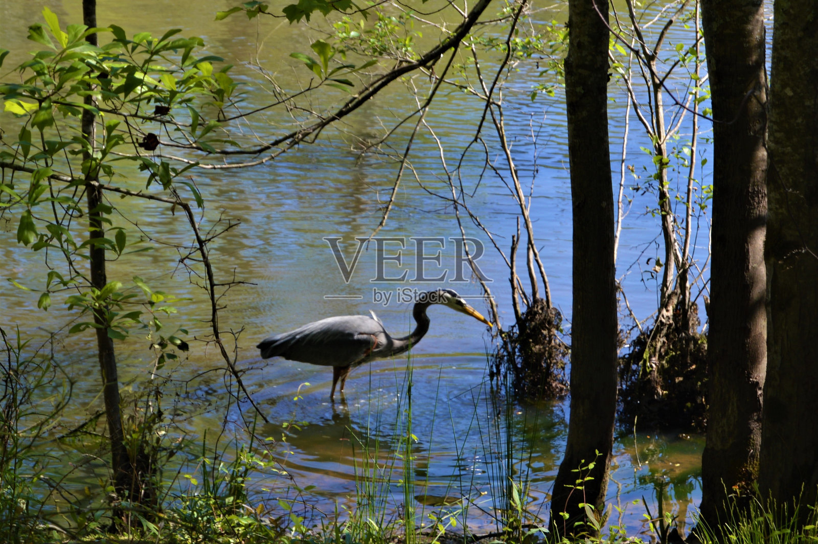 大蓝鹭，小桑树公园，佐治亚州照片摄影图片