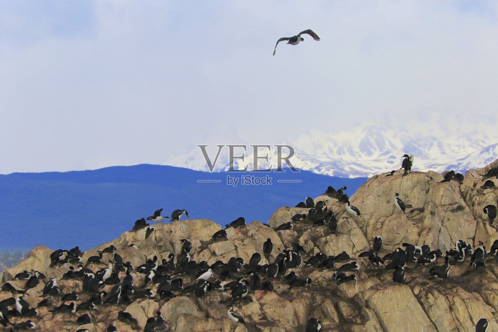 比格尔海峡和海鸟聚居岛-安第斯山脉景观，乌斯怀亚照片摄影图片