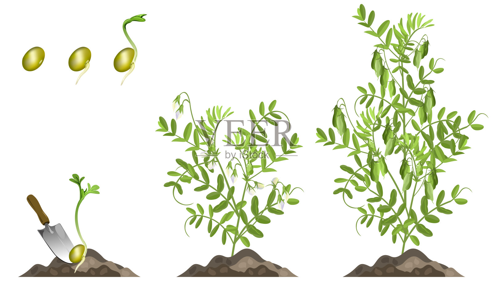 扁豆的种植时间和种植方法 - 花百科