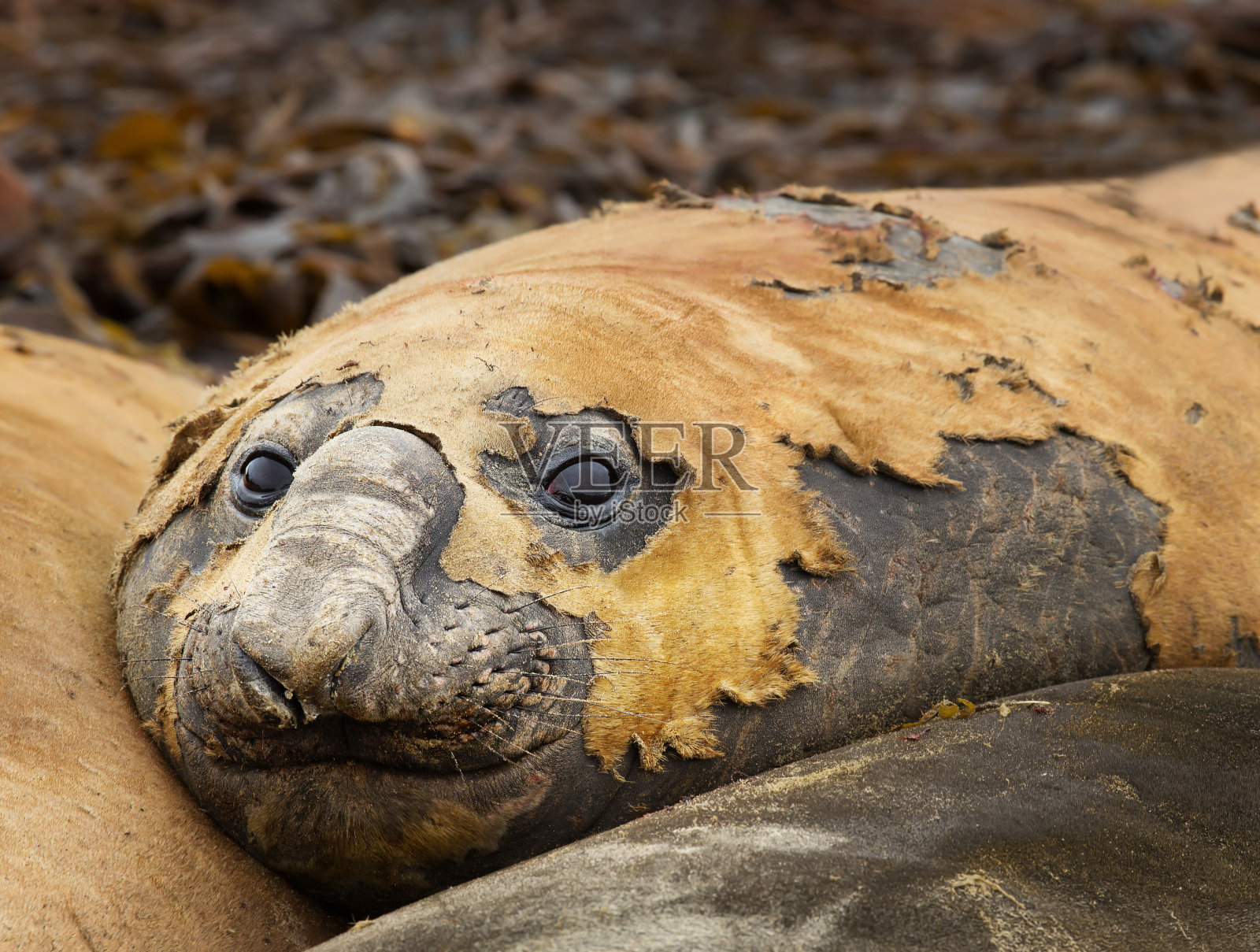 这是一只南象海豹和其他海豹一起躺在海滩上的特写照片摄影图片