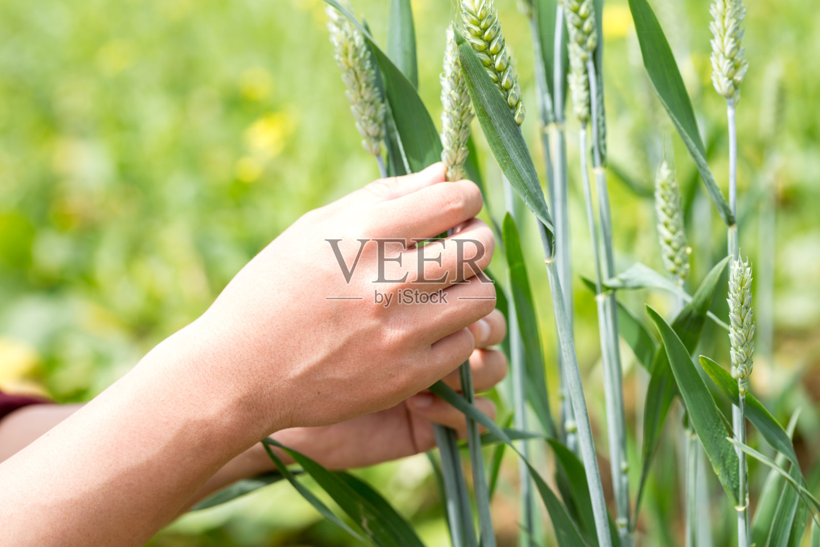 在阳光明媚的日子里，手工检查小麦的生长情况照片摄影图片