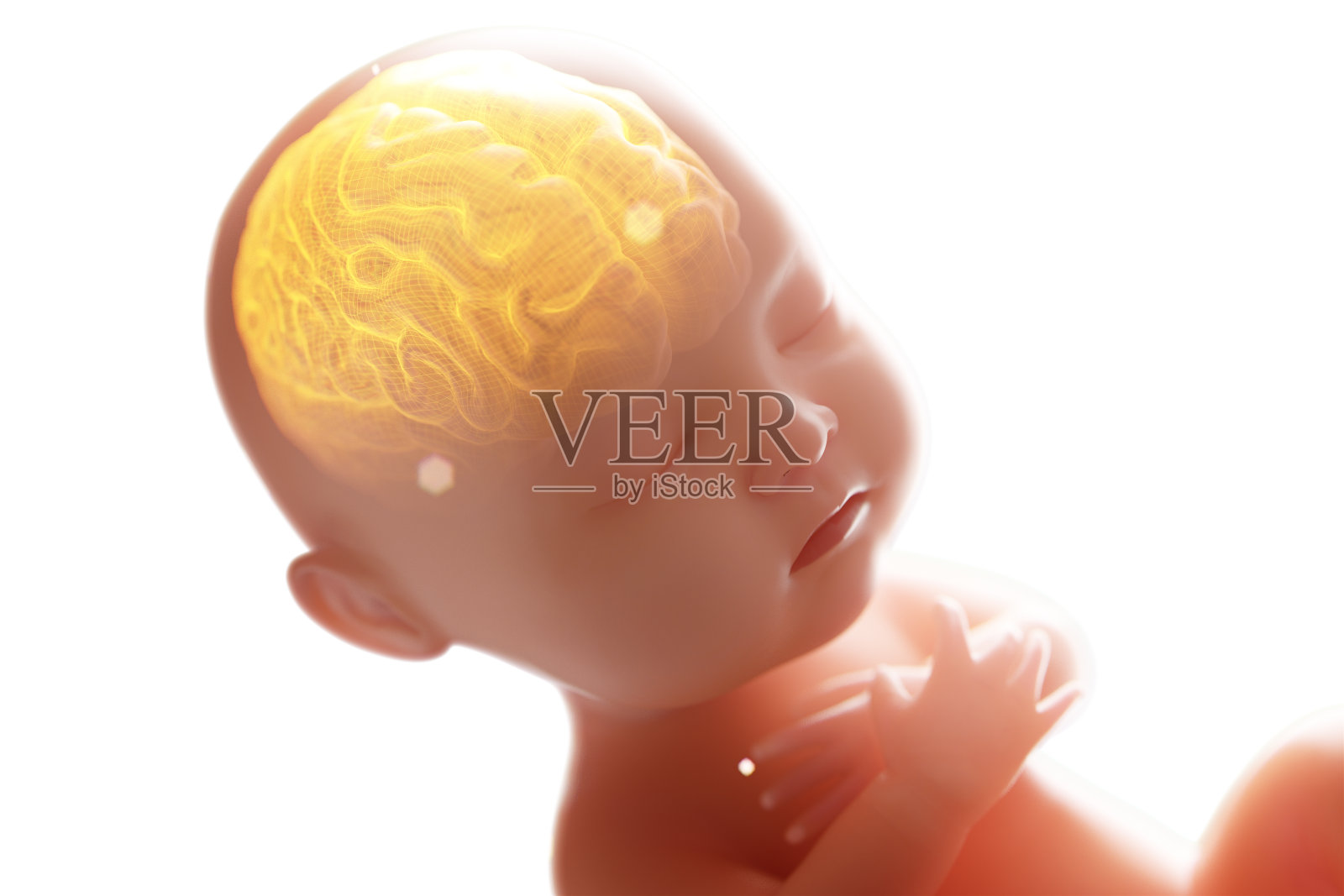 婴儿的大脑和神经系统，3d渲染胎儿的大脑x光内，3d插图。照片摄影图片