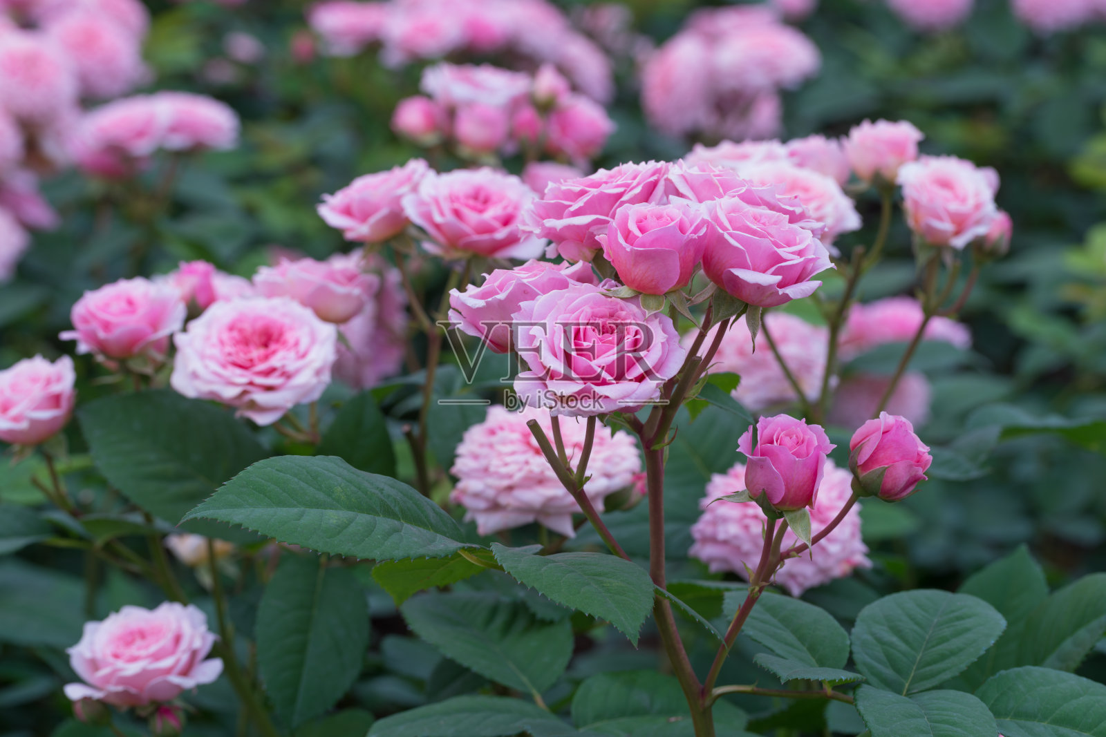 粉红色的玫瑰在春天盛开照片摄影图片