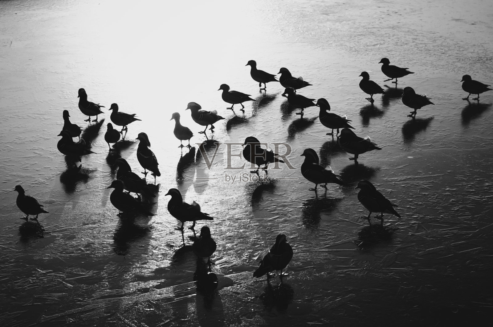 一群鸳鸯在结冰的湖面上行走照片摄影图片