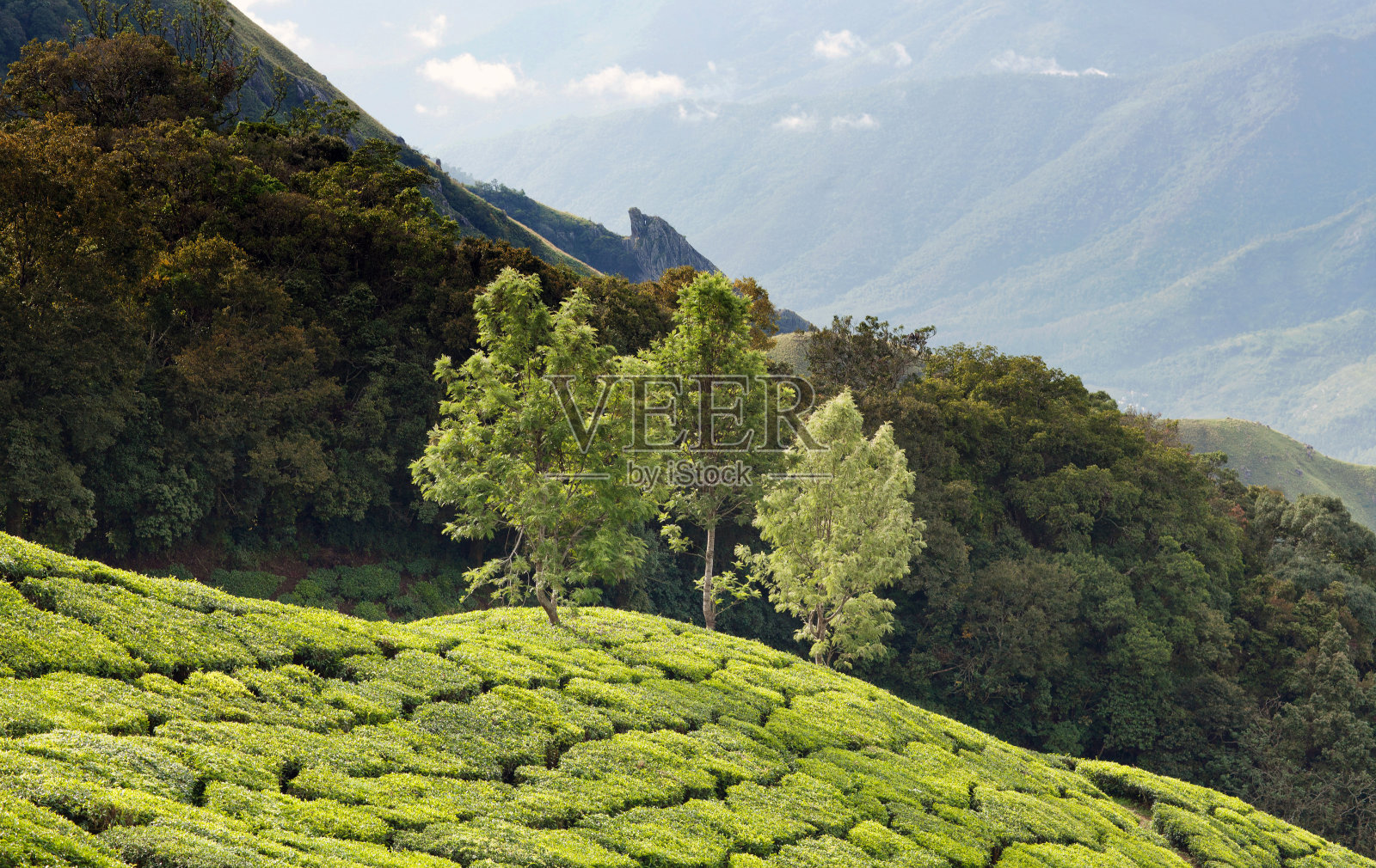 印度南部喀拉拉邦的茶园照片摄影图片