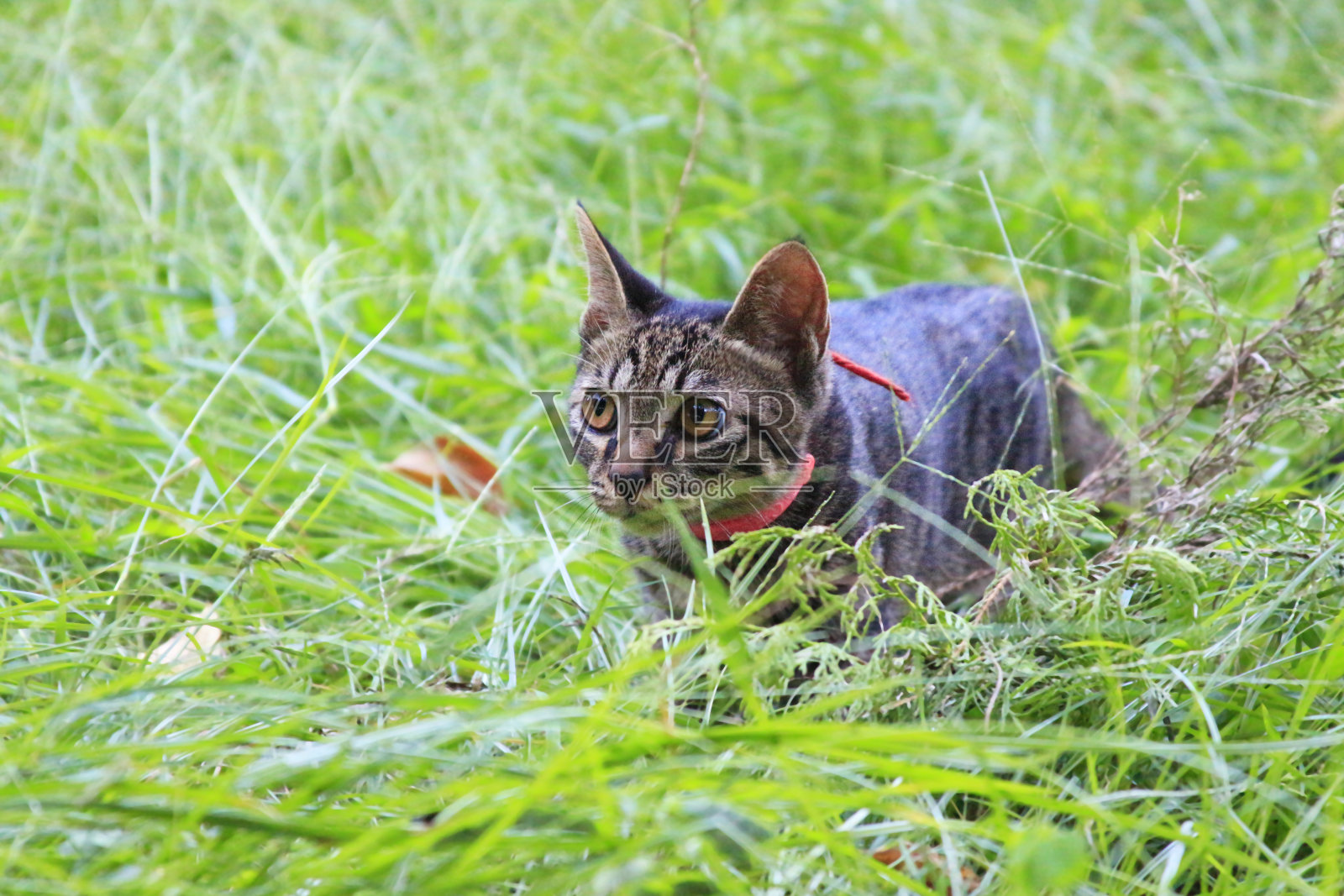 一只虎斑猫在公园的草地上玩耍照片摄影图片
