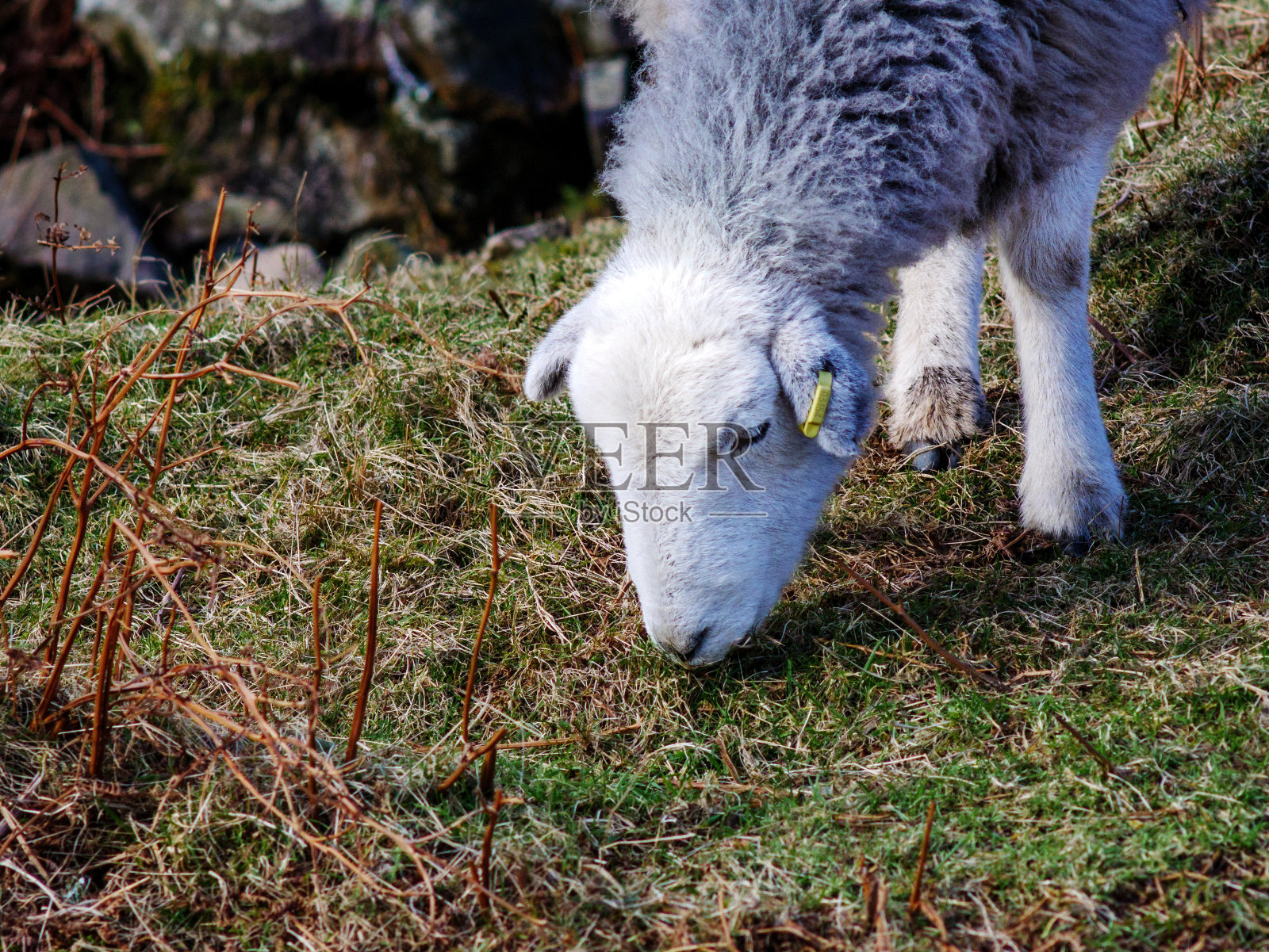 在坎布里亚郡放牧的赫德威克绵羊，食物，农业环境概念。照片摄影图片