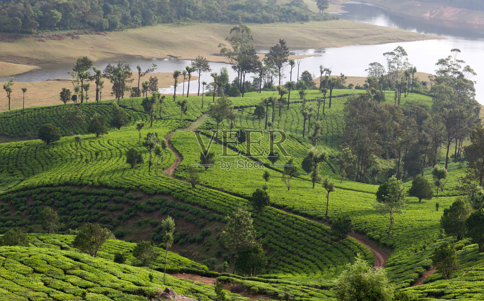 印度南部喀拉拉邦的茶园照片摄影图片