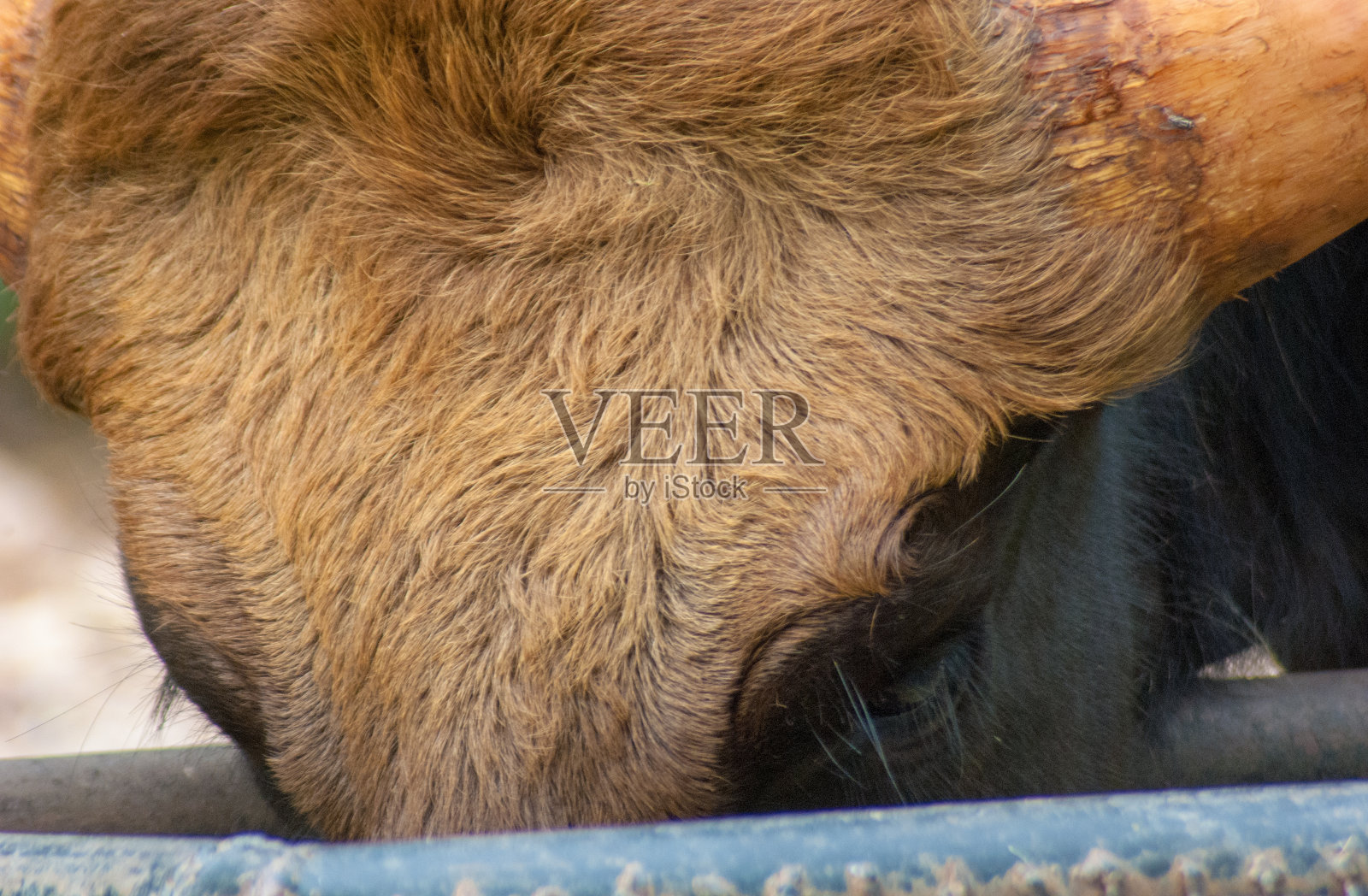 近距离拍摄的毛茸茸的成年公牛头喂一些草在动物园照片摄影图片