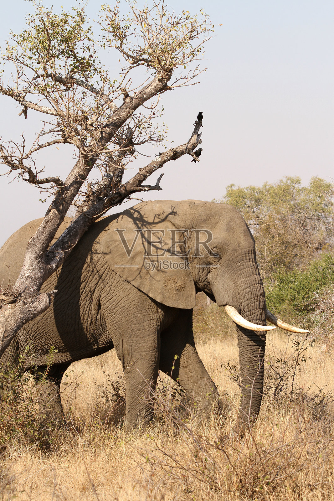 成年非洲象在狩猎照片摄影图片