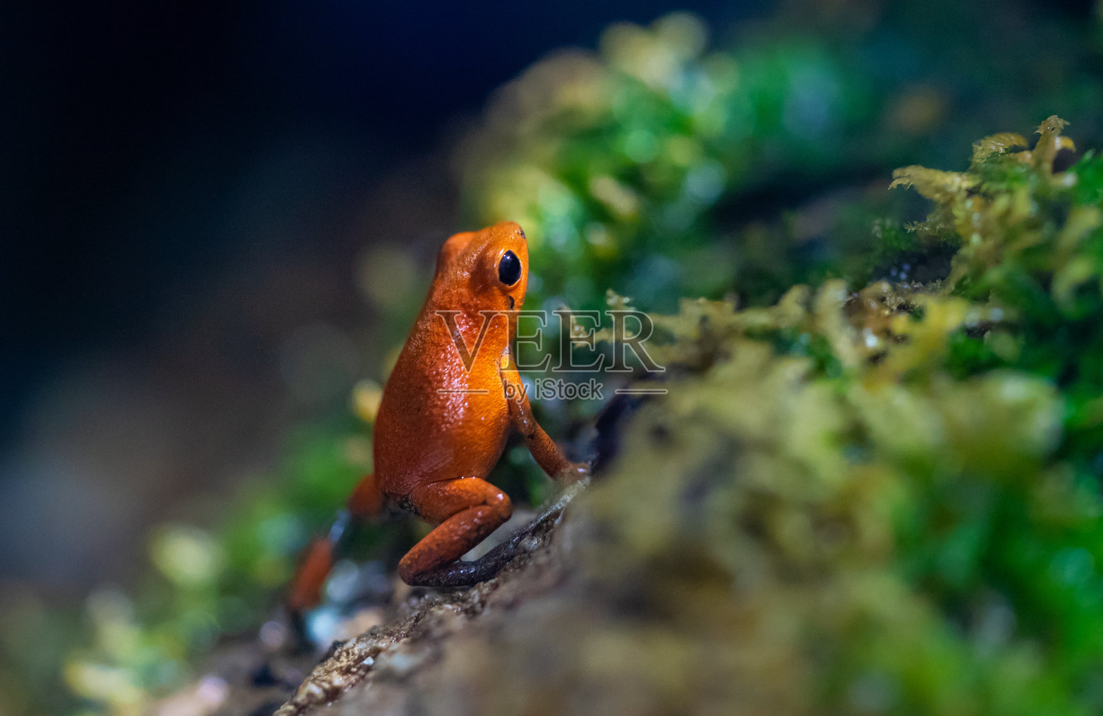 潮湿的岩石森林里被毒死的红色小青蛙照片摄影图片