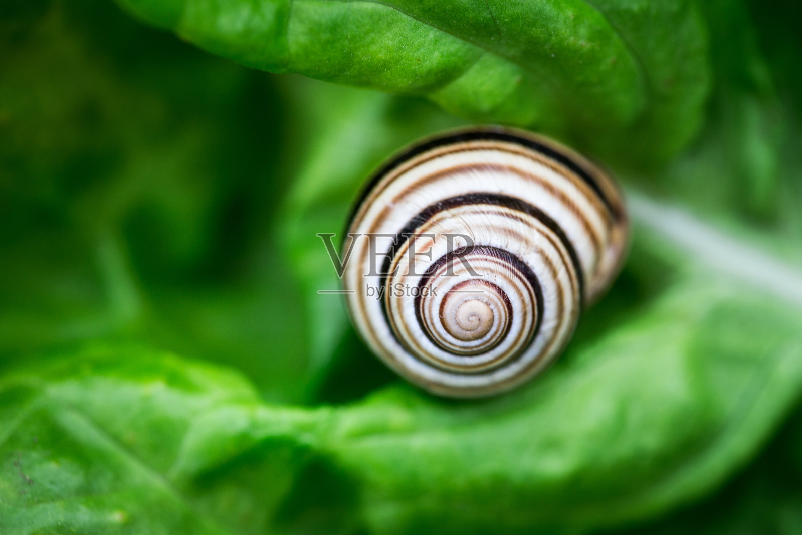 蜗牛在新鲜的绿色莴苣叶上的特写照片摄影图片