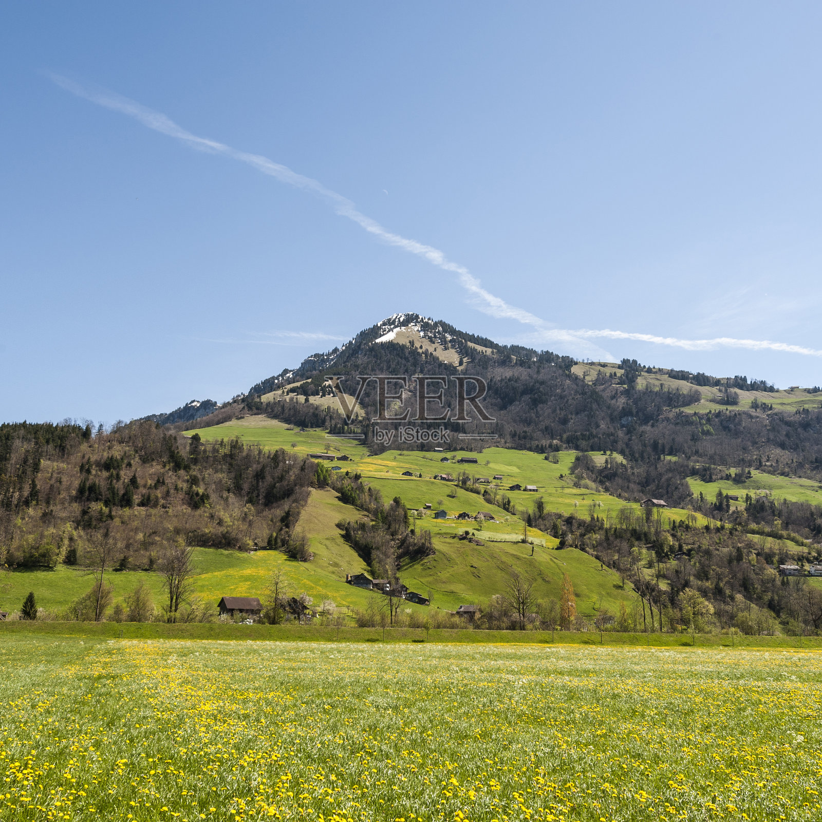 瑞士的开花草地照片摄影图片