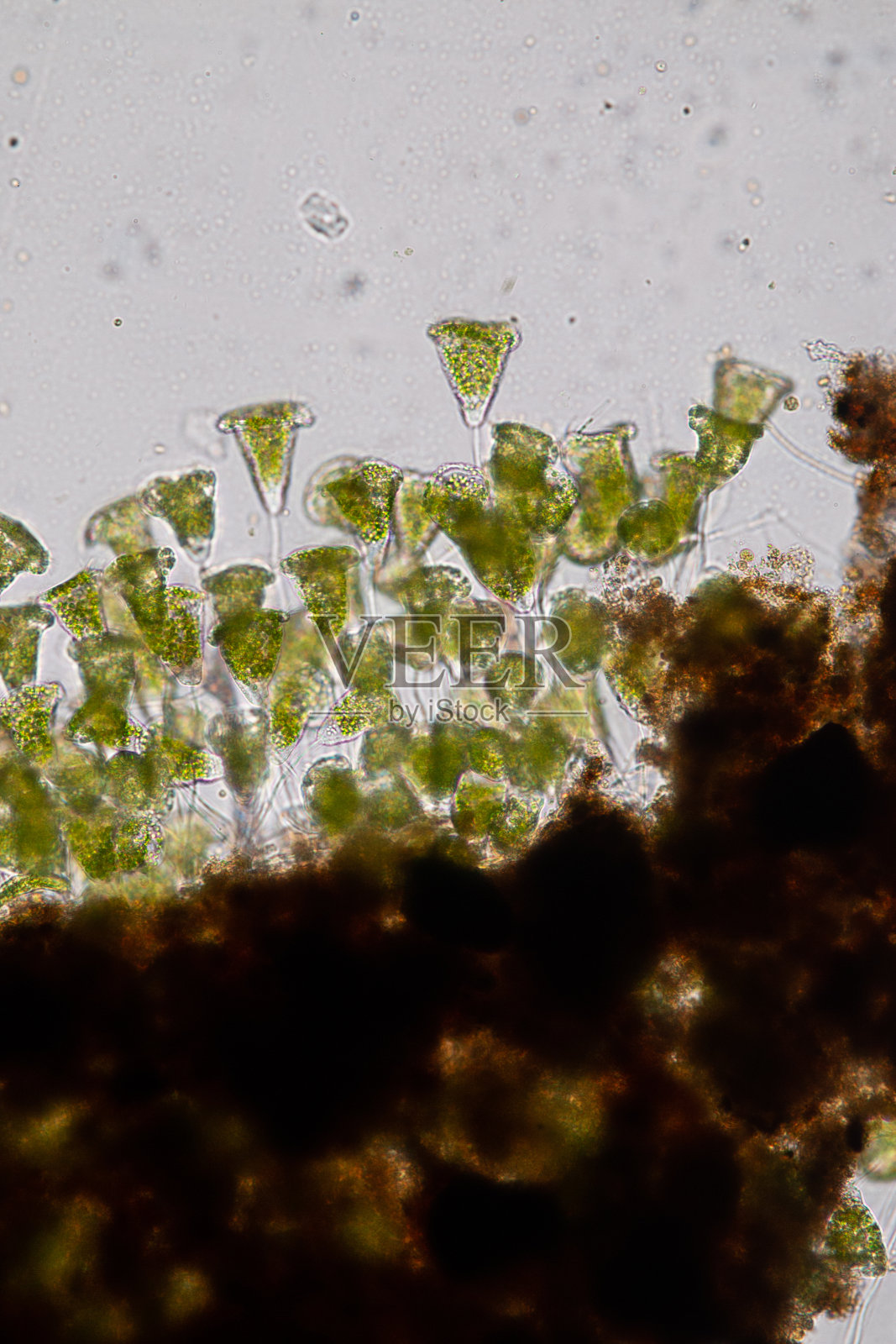 在显微镜下观察废水中的涡菌(生物体)。照片摄影图片