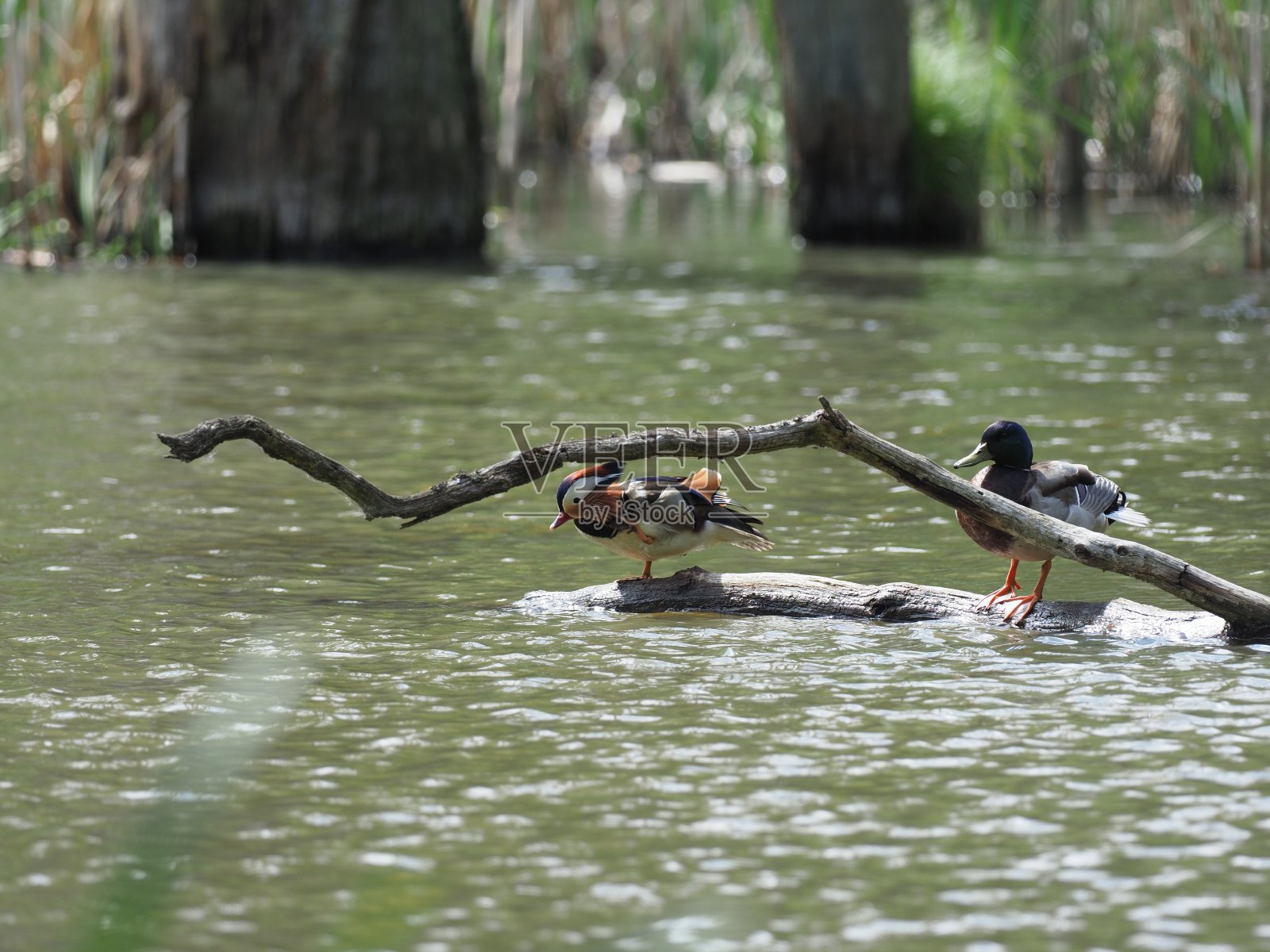 森林池塘上的鸳鸯照片摄影图片