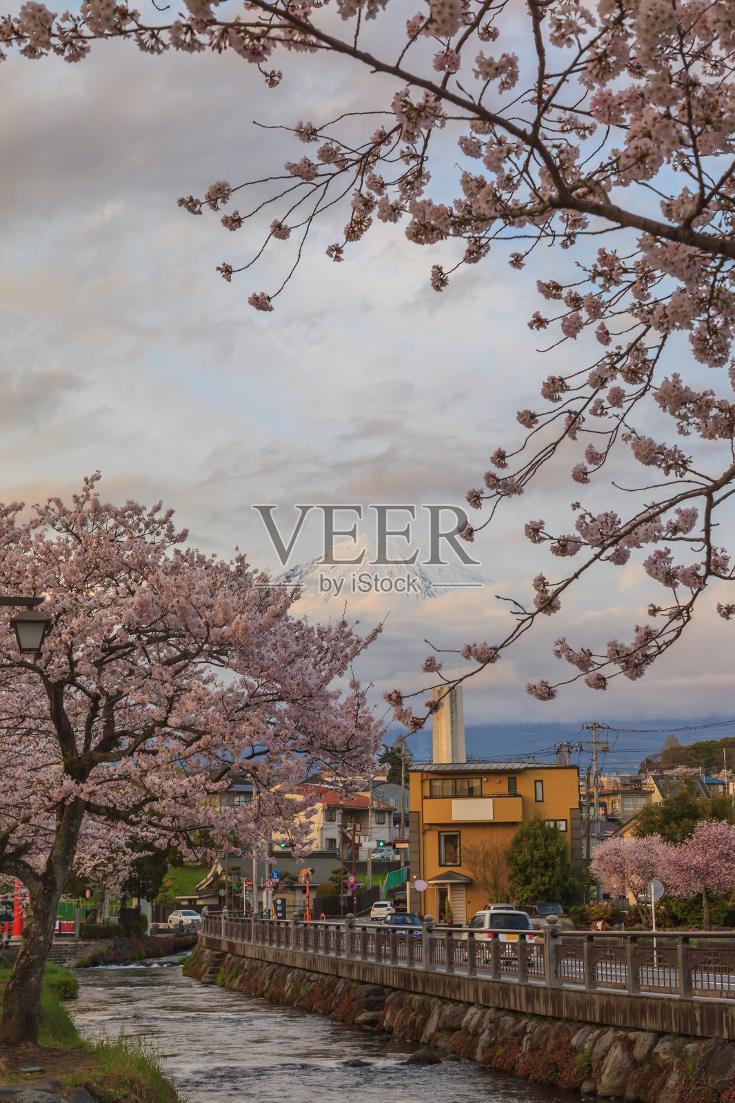 富士山的粉红色樱花景观照片摄影图片