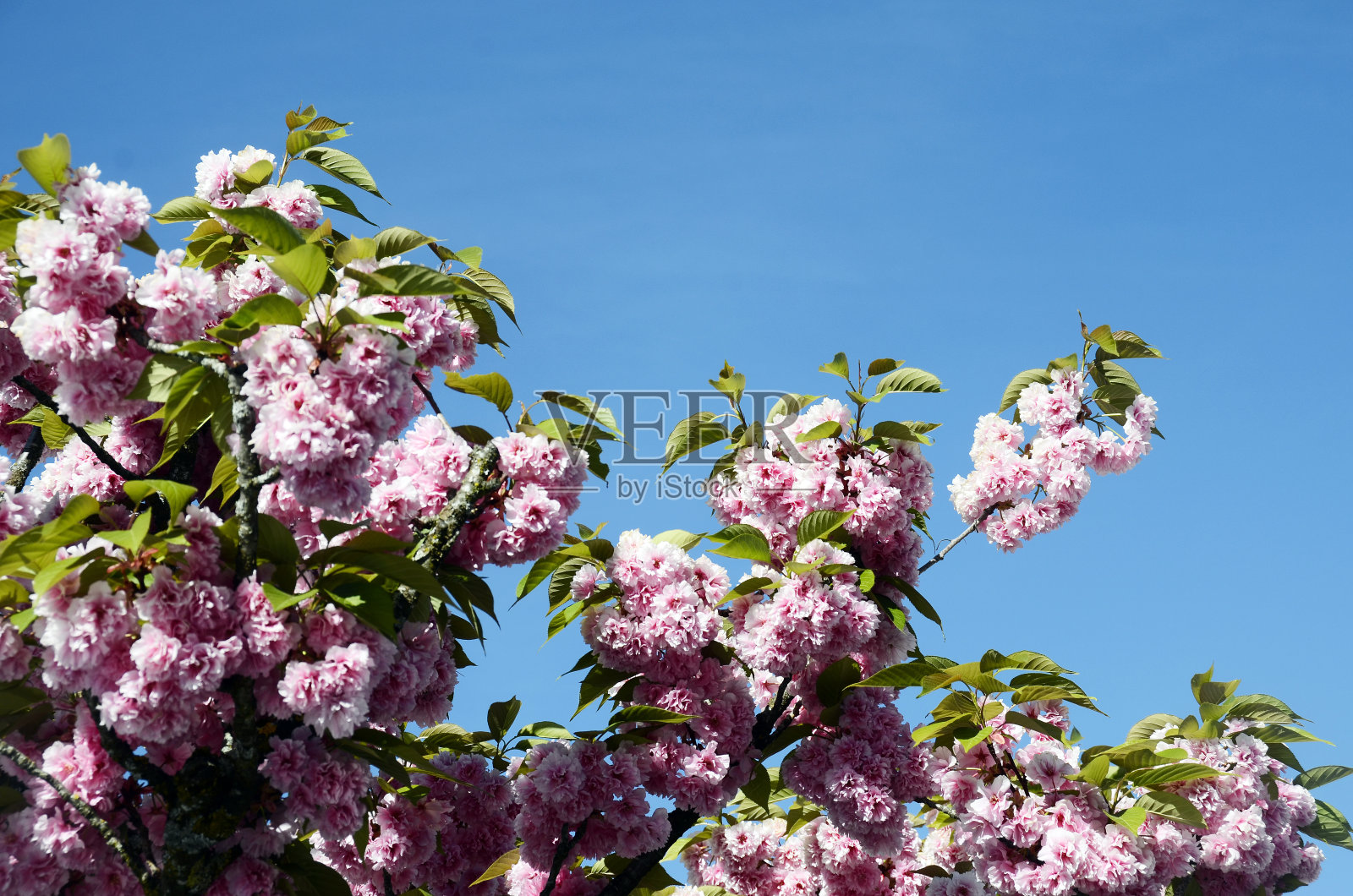 粉红色的花，盛开的树照片摄影图片