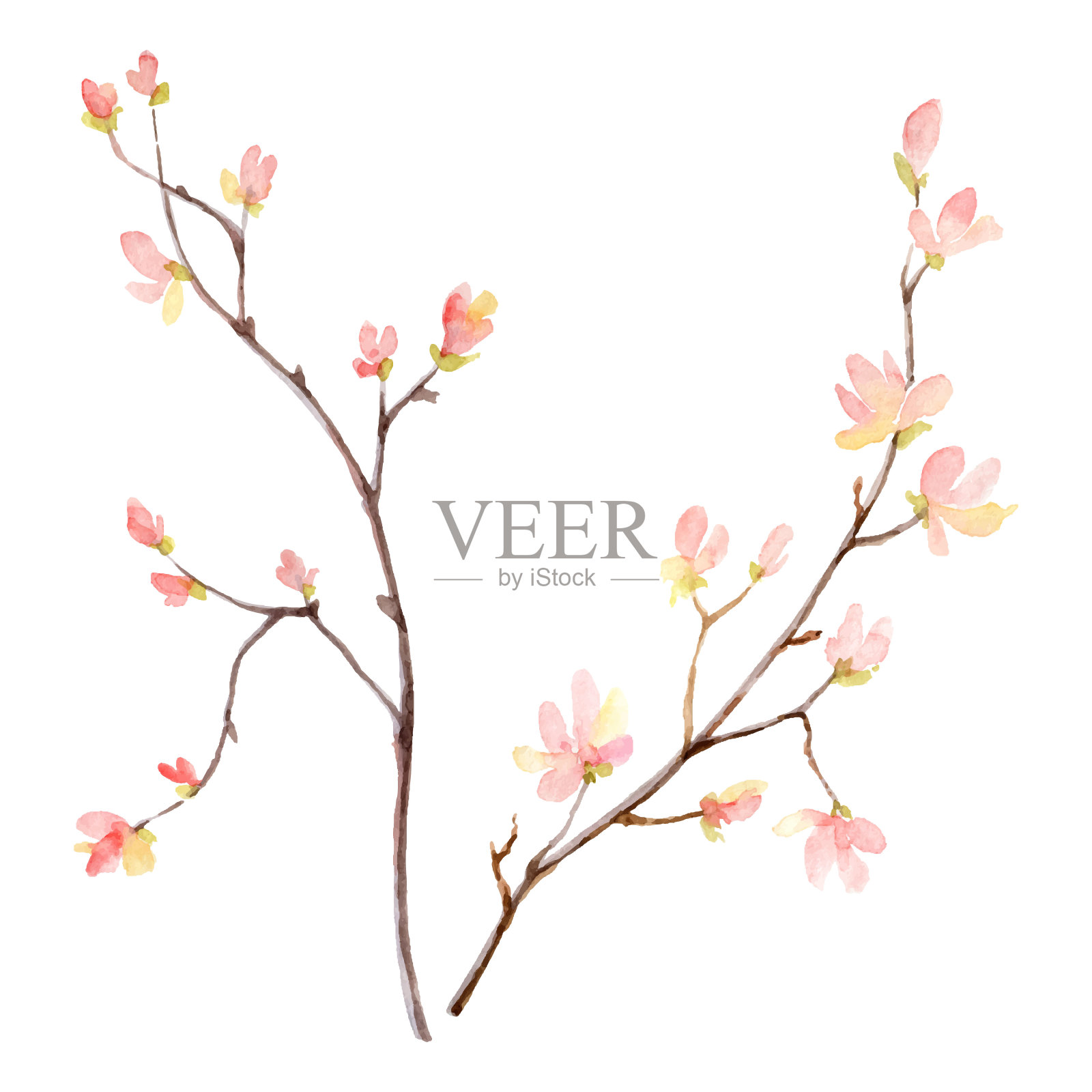 水彩矢量手绘插图的树枝和粉红色的花。插画图片素材