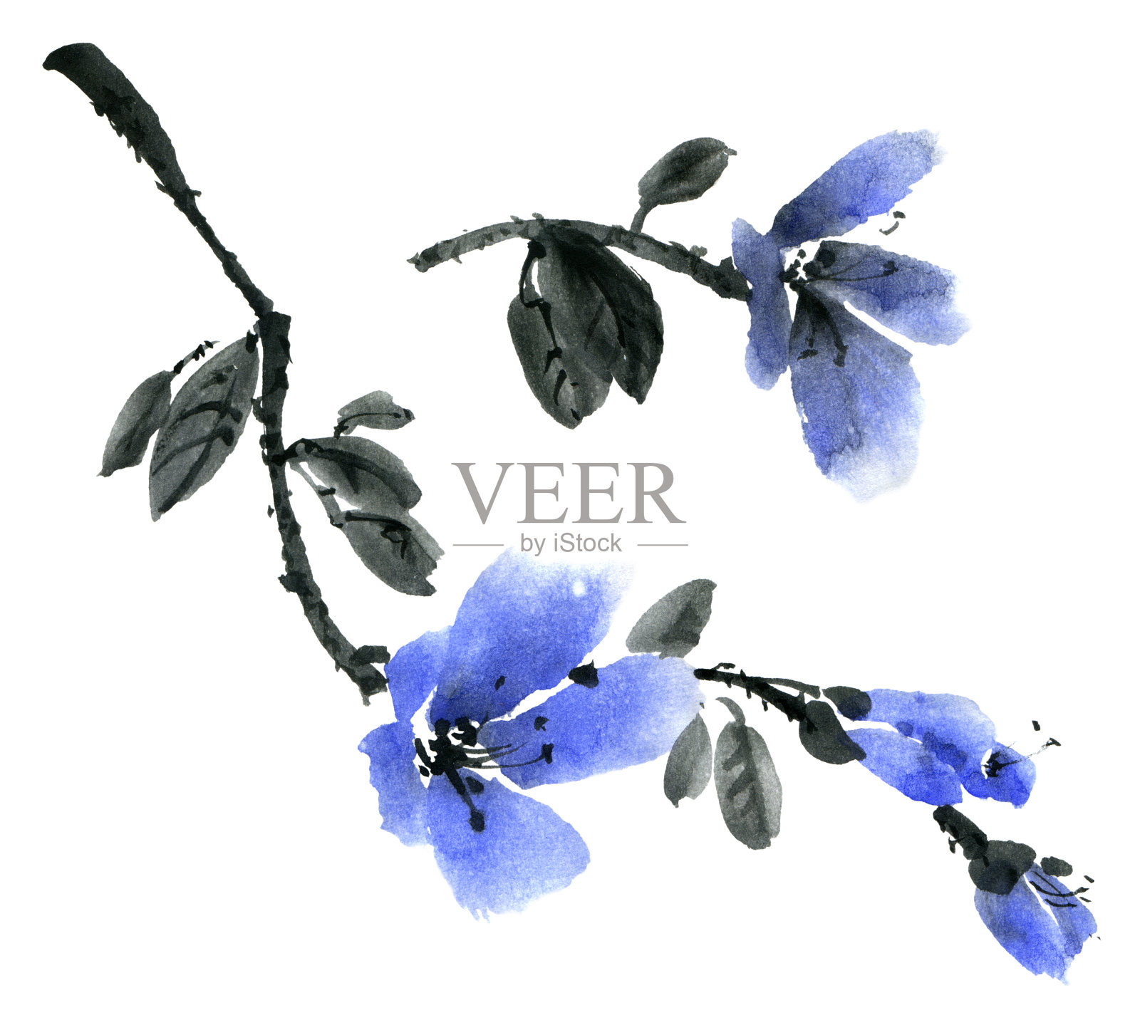水彩和水墨画的树枝与蓝色的花。烟灰墨,u-sin绘画。设置为白色背景。插画图片素材