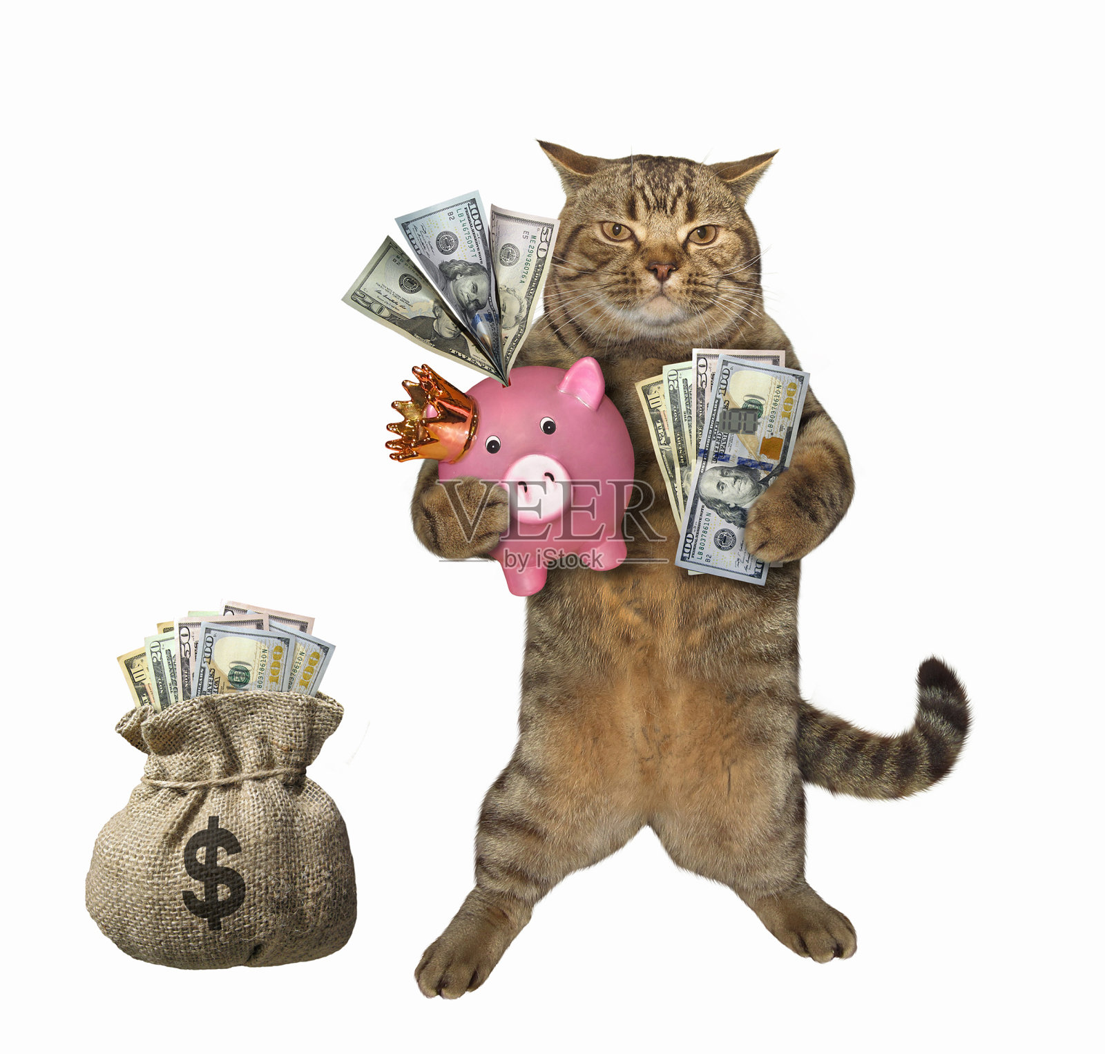 猫靠近一袋美元照片摄影图片