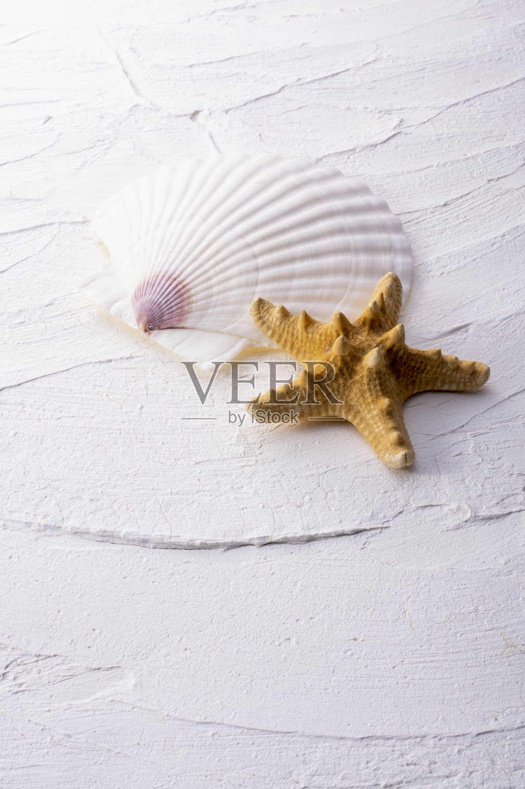 贝壳和海星照片摄影图片