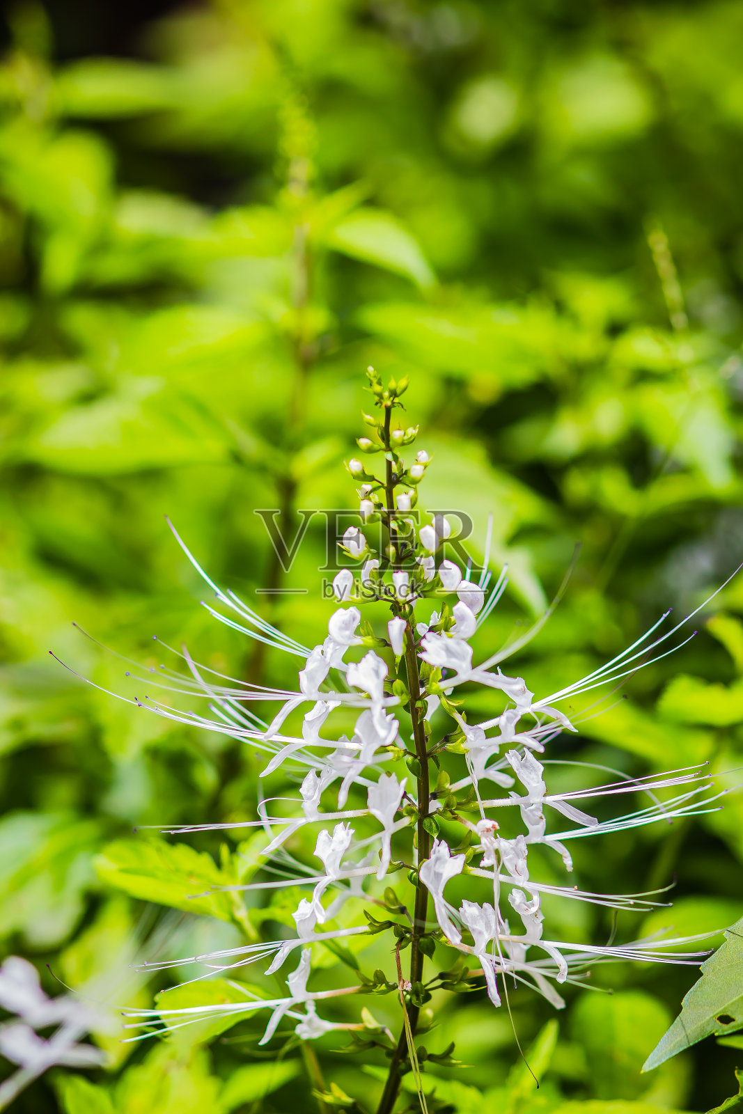 红针茅的白色花，叶底为绿色。针茅是一种被称为猫须或爪哇茶的草药。照片摄影图片