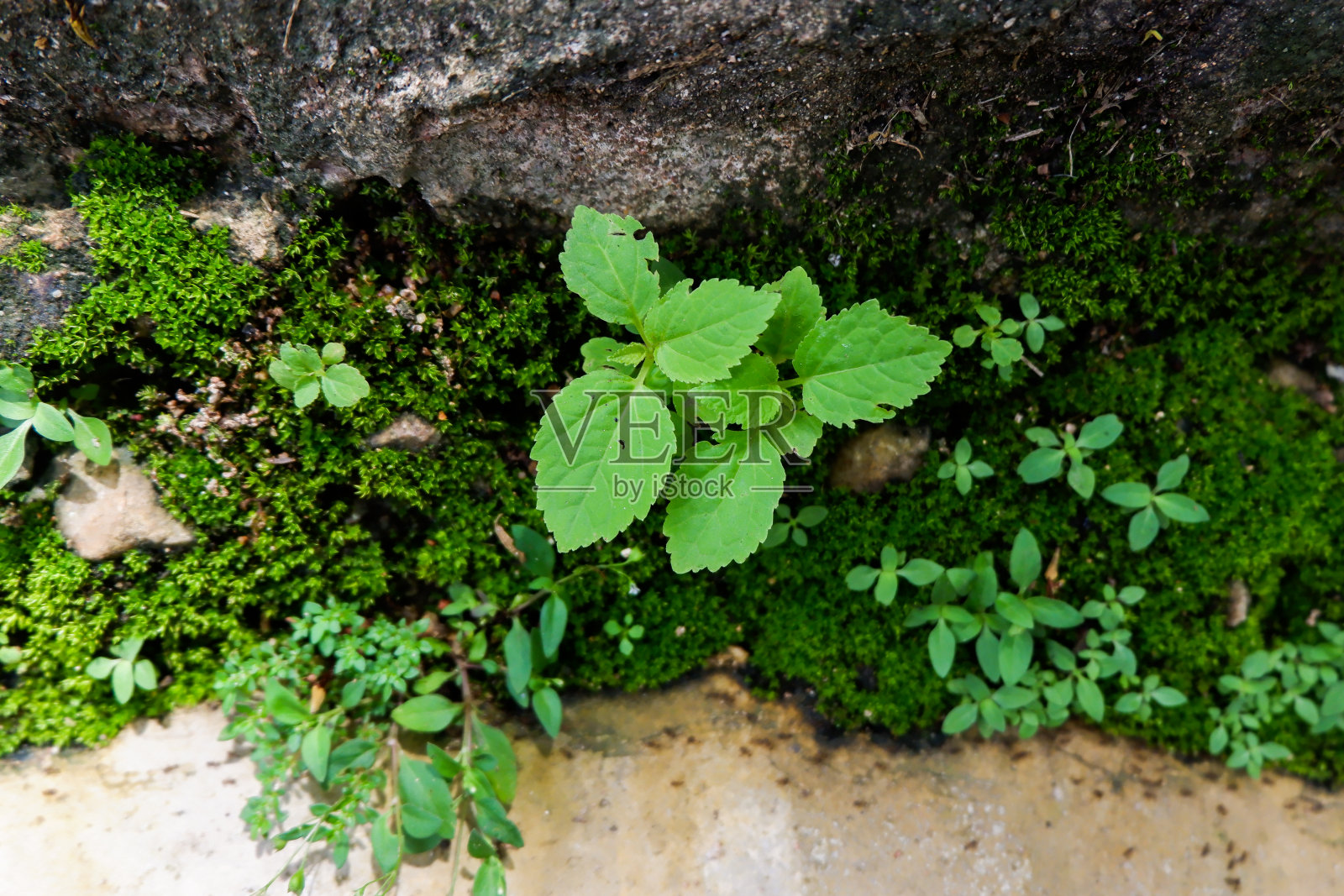 生长在石墙上的小植物照片摄影图片