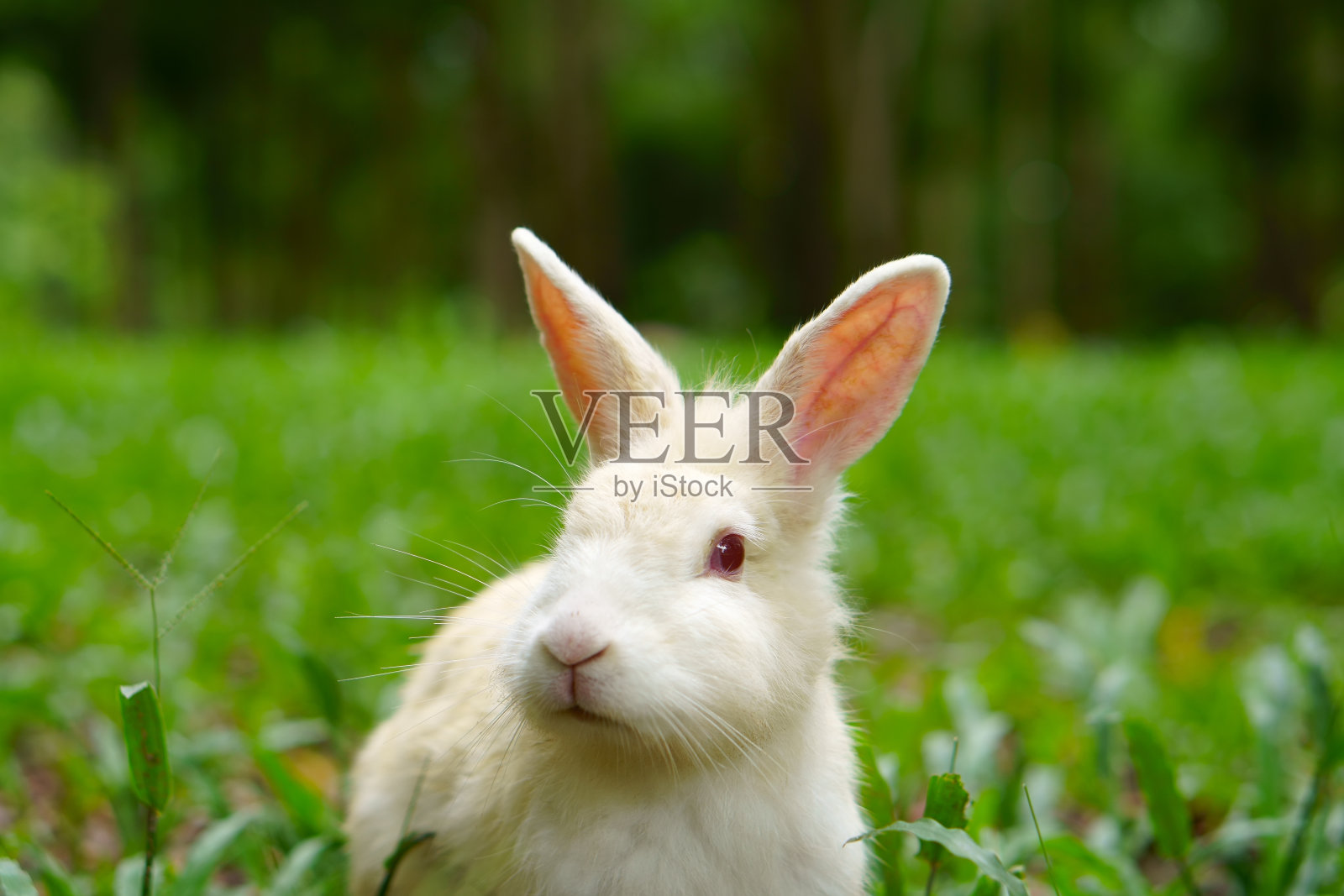 白野兔和红眼在草地和绿草地上看东西，以花园或丛林中的树木为动物生活背景照片摄影图片