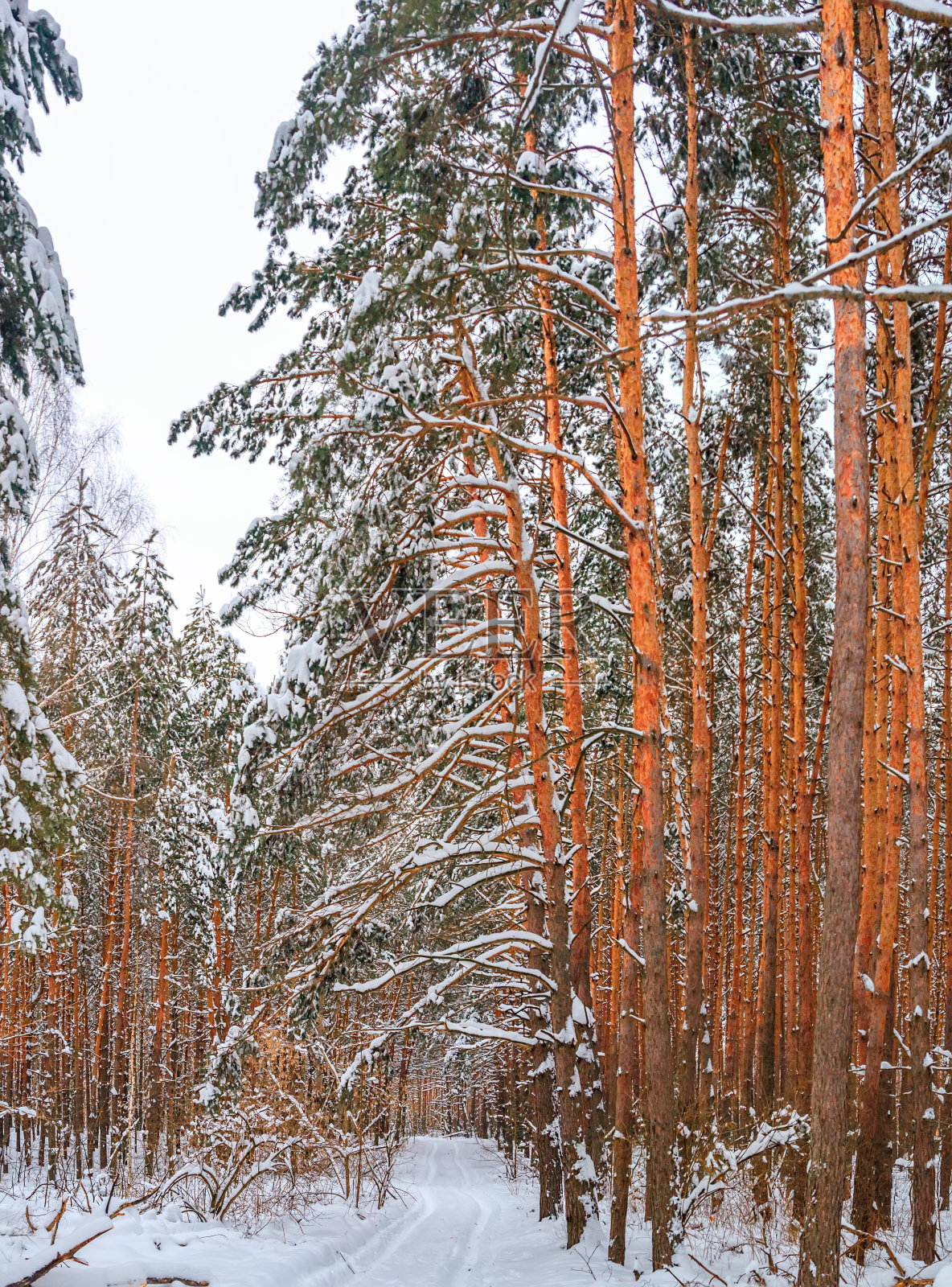 冬天松树林照片摄影图片