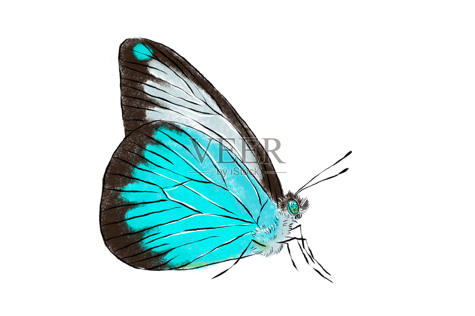 美丽的蓝蝶孤立在白色背景上。写实手绘插图。昆虫收集。设计元素图片