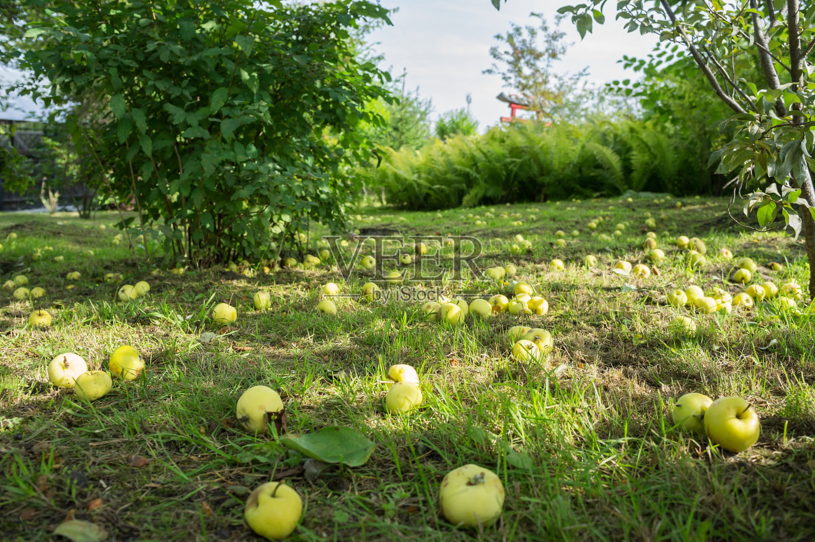 苹果散落在绿草地上，从苹果树上摇摇欲坠。照片摄影图片