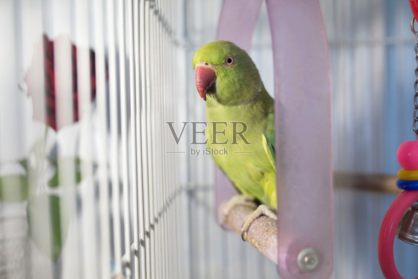 可爱的绿色宠物鹦鹉在笼子里照片摄影图片
