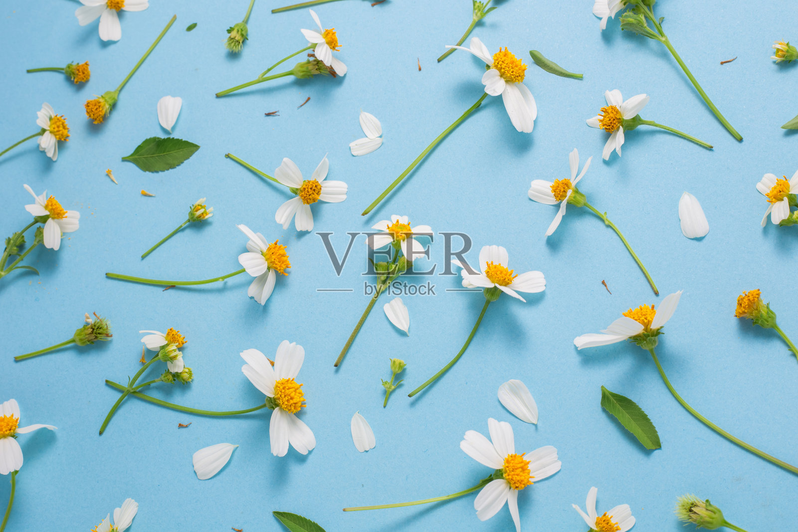 平躺在春天和夏天白色的花在蓝色的背景和俯视图照片摄影图片
